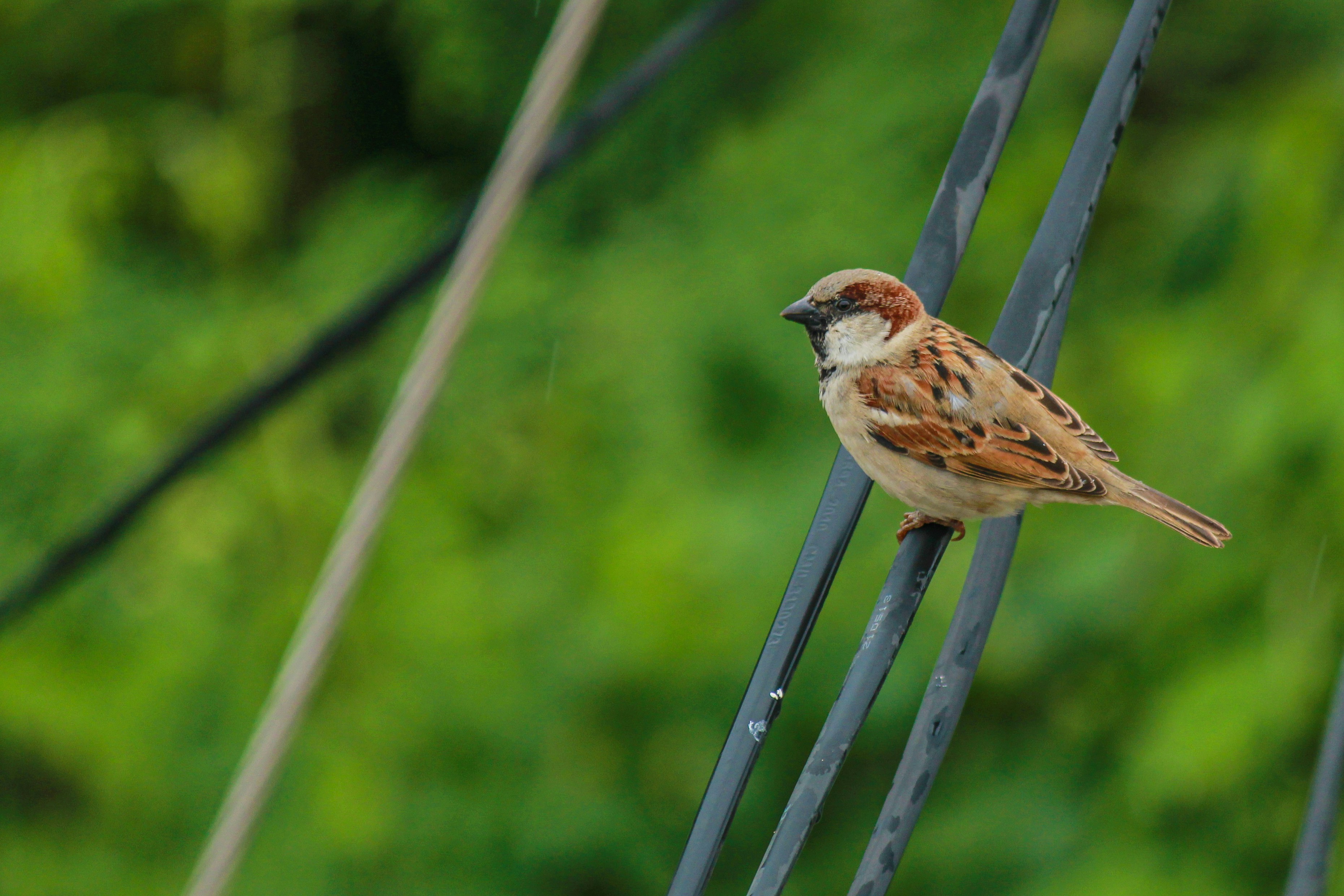 A small bird perched on top of a metal pole