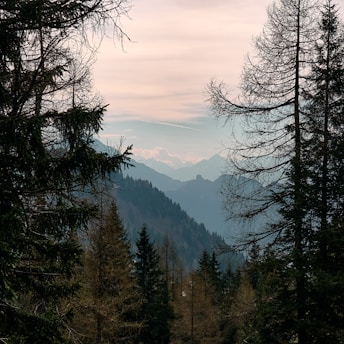 A forest filled with lots of tall trees