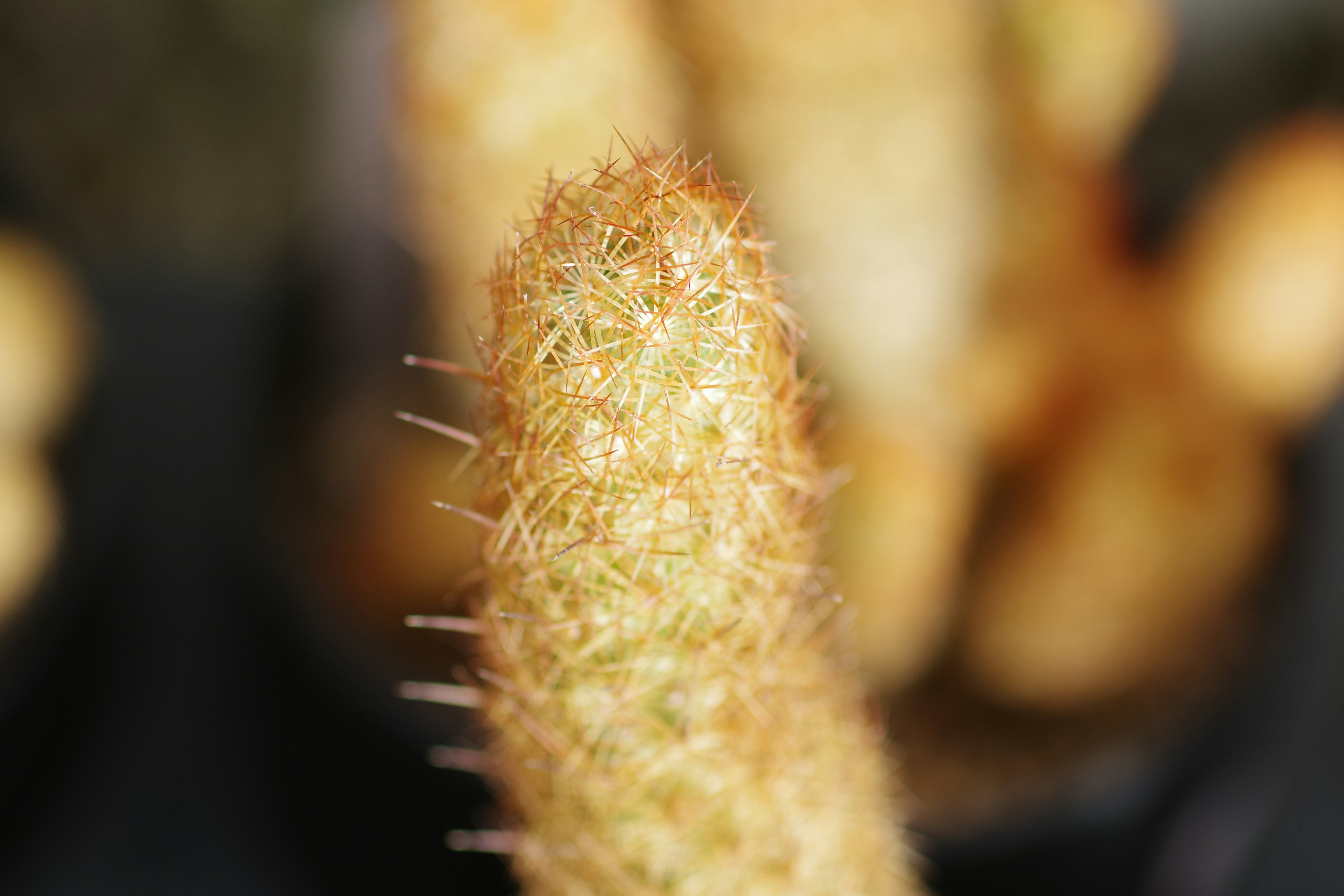 Hybrid THCA Buds Unpacked: Chemistry, Genetics and What Makes Them Gassy