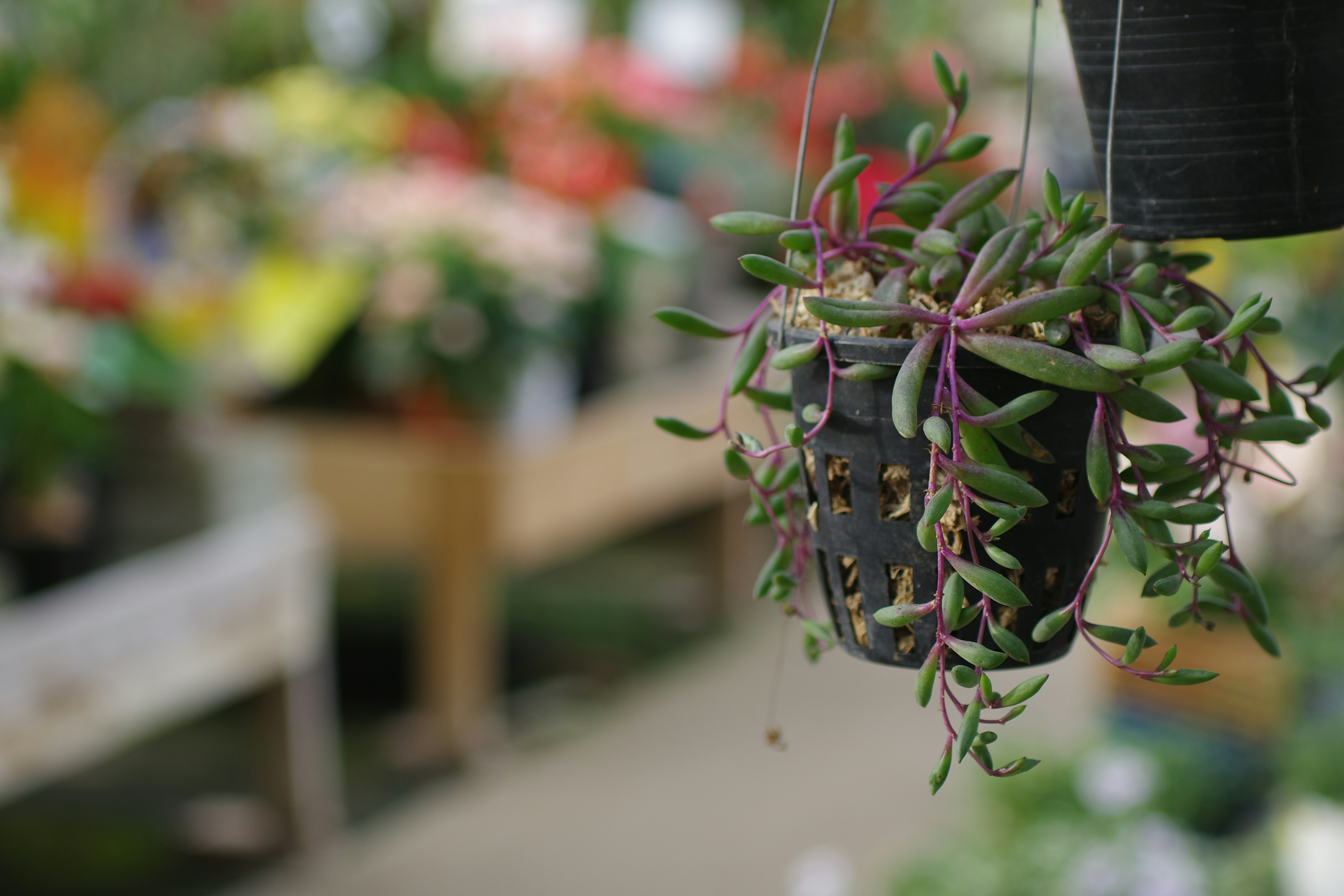 Trailing succulents for indirect light in hanging baskets - succulents for indirect light