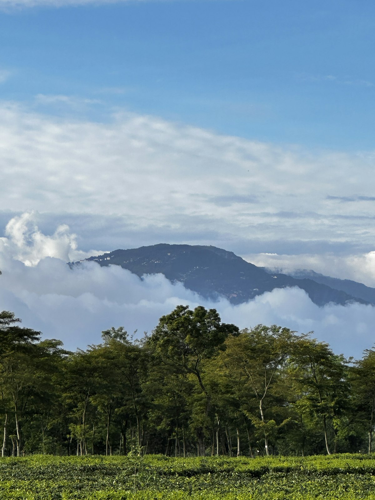 Beautiful tea gardens of North Bengal - travel agency in siliguri