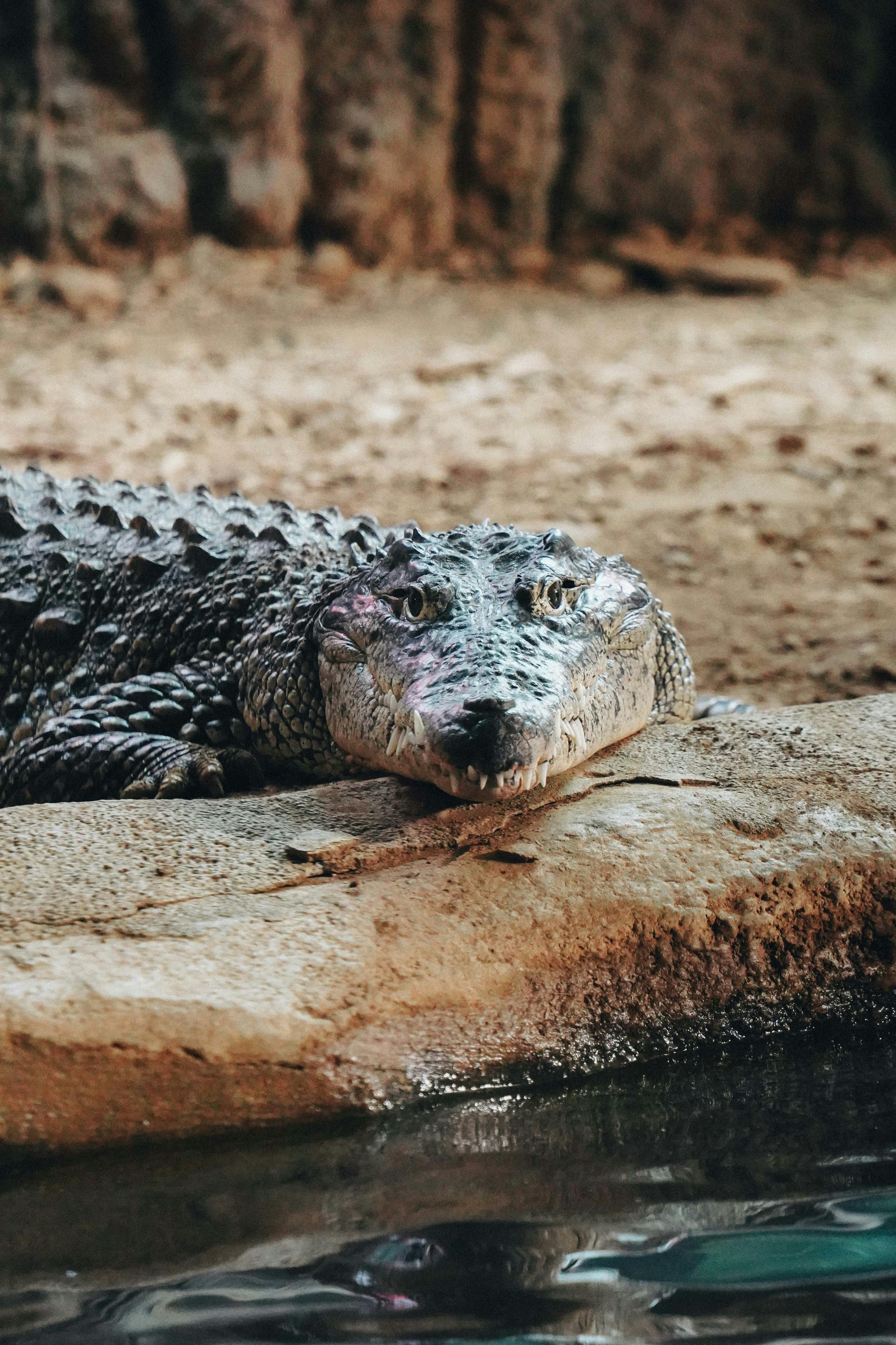 A large alligator laying on top of a rock next to a body of water