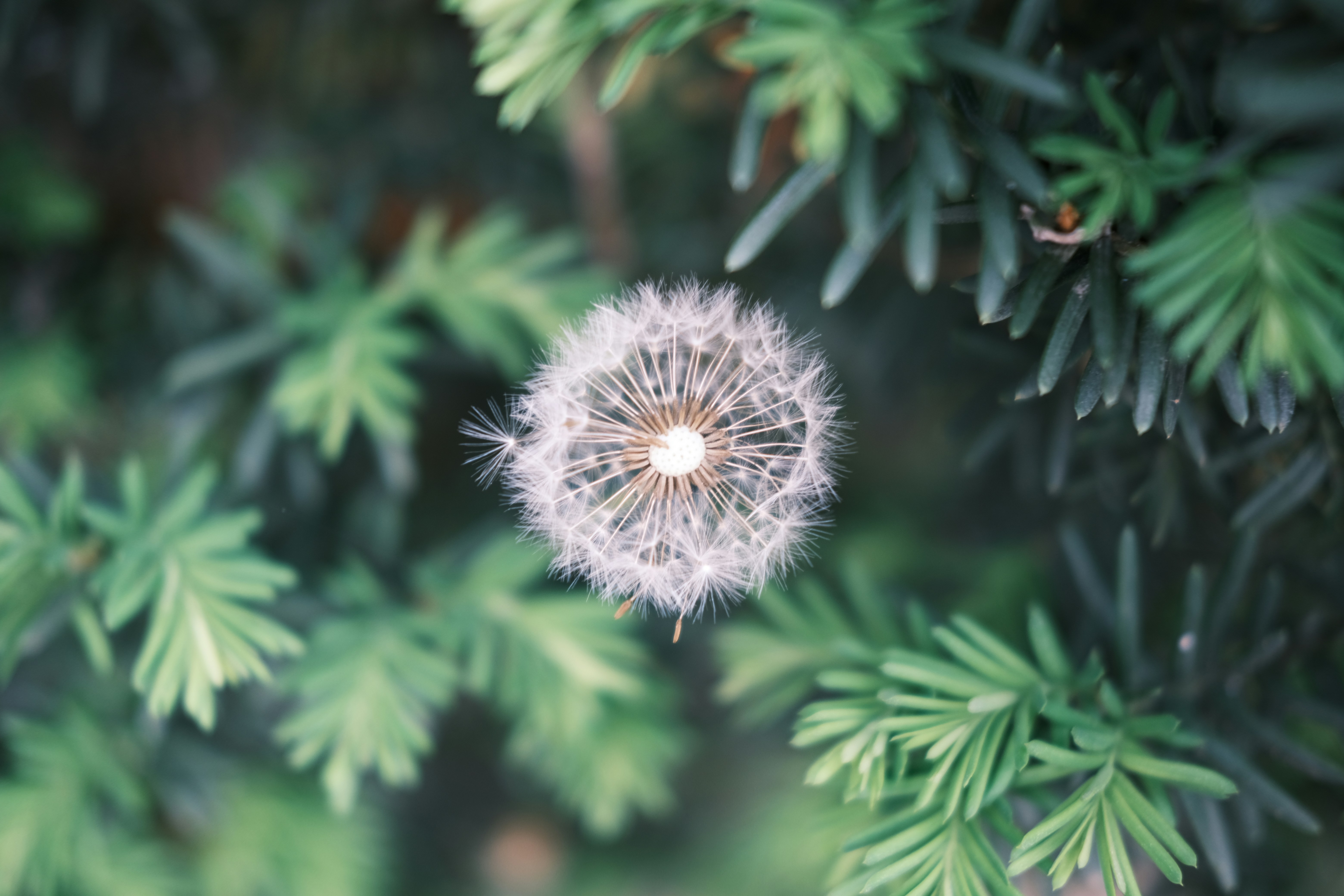Rosemary And Dandelion Detox Tea Recipe