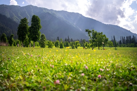 A grassy field with mountains in the background
