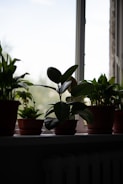 A row of potted plants sitting on top of a window sill