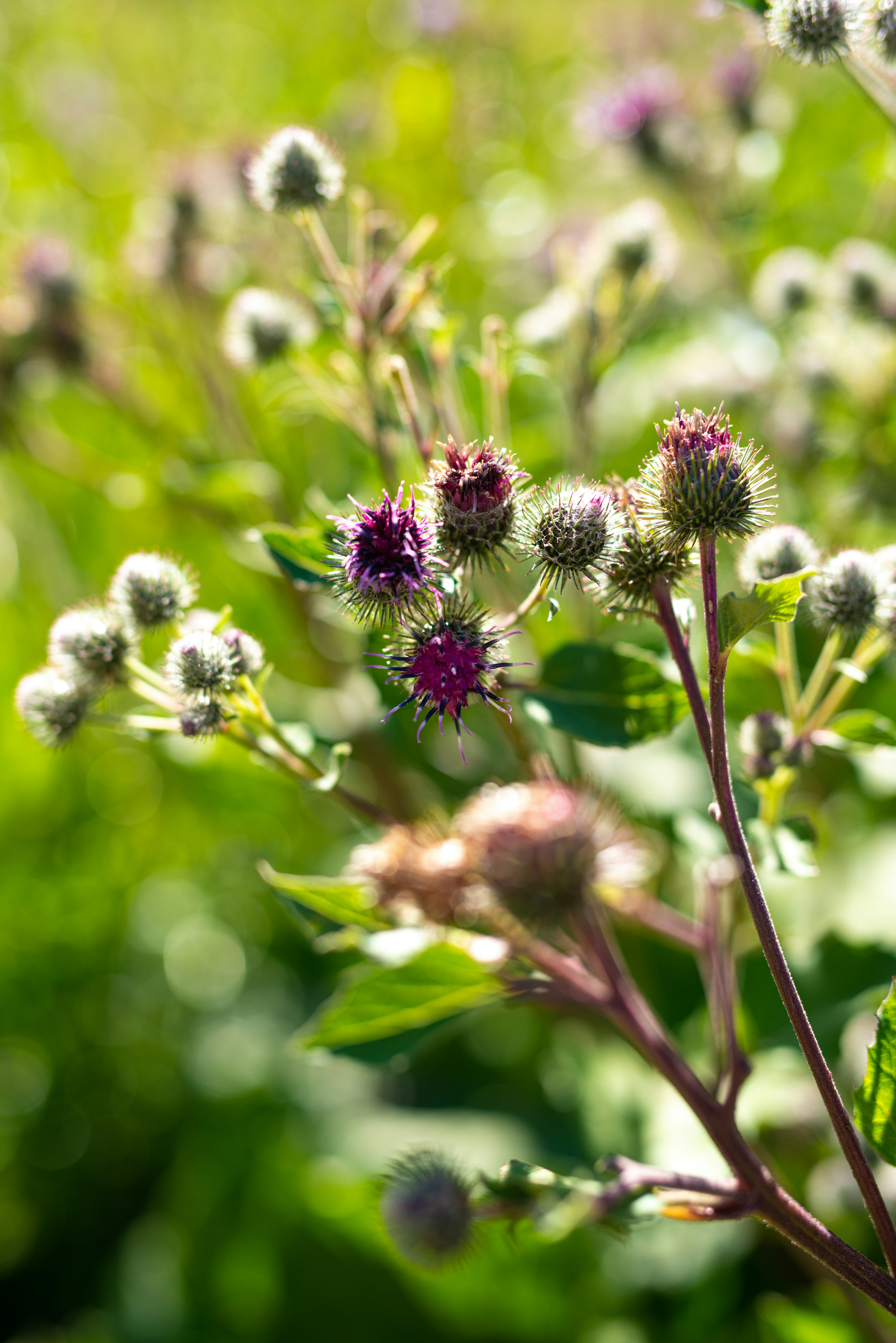 A bunch of flowers that are in the grass