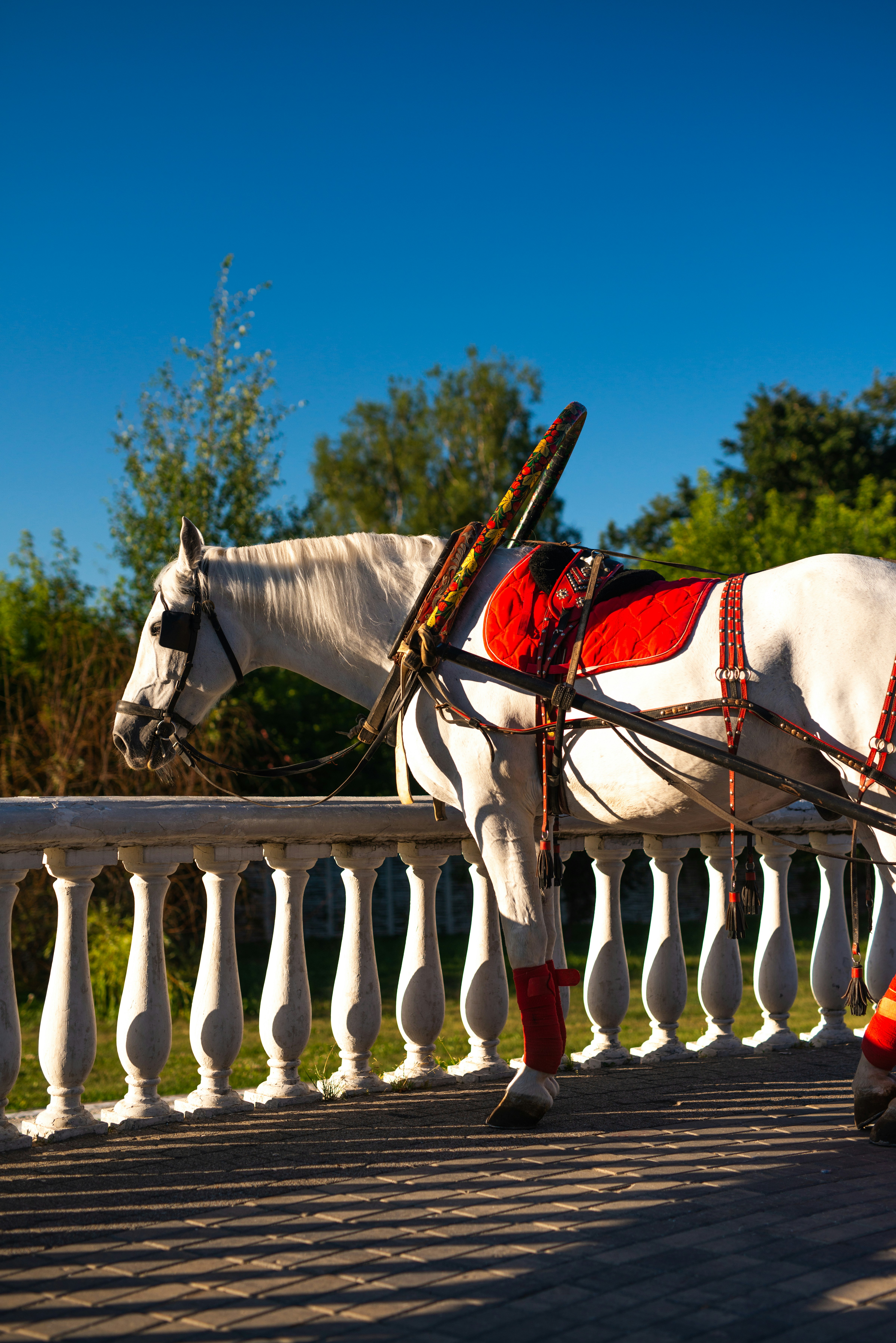 A white horse wearing a red and white blanket