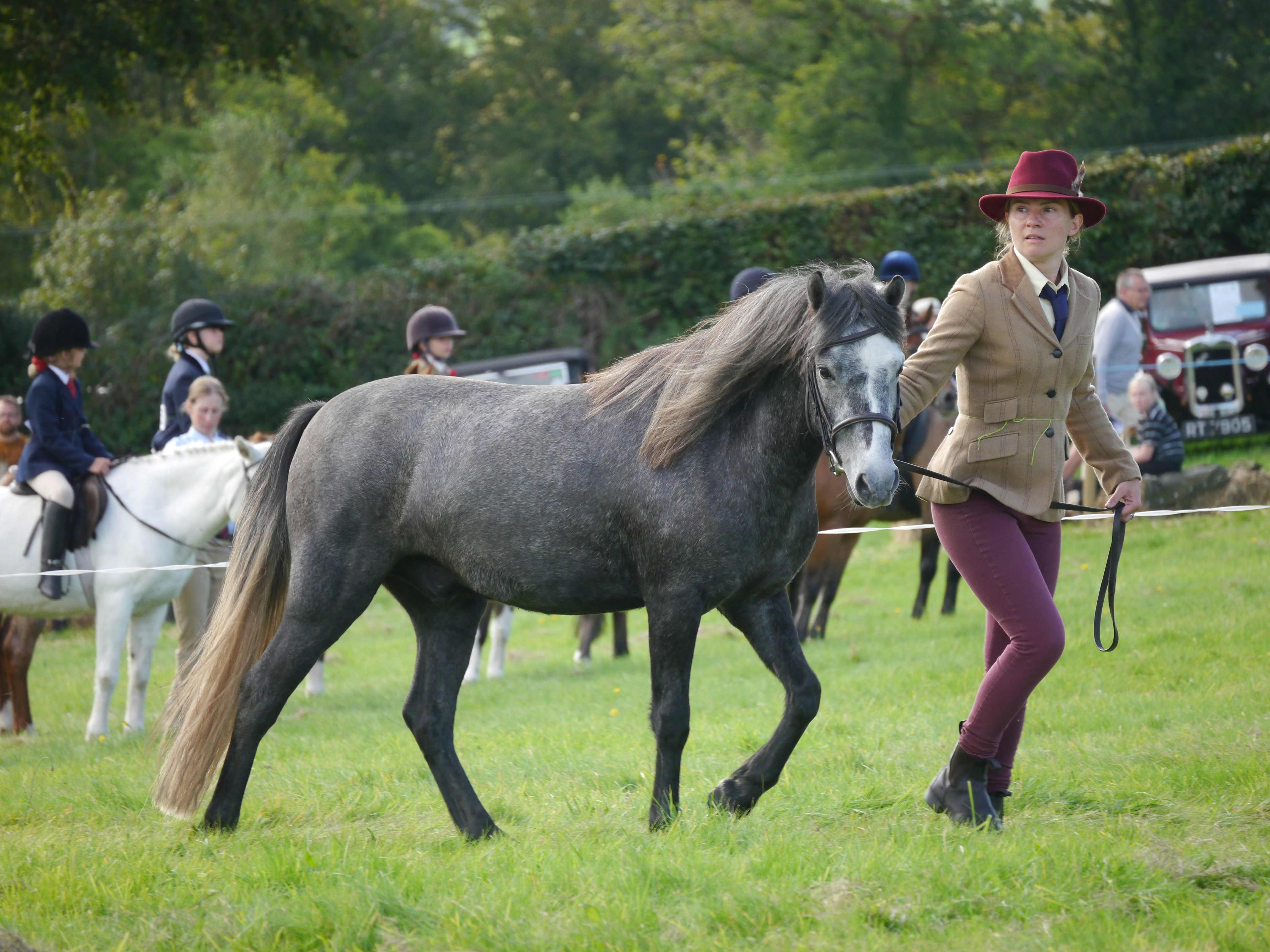 A woman is walking a horse in a field