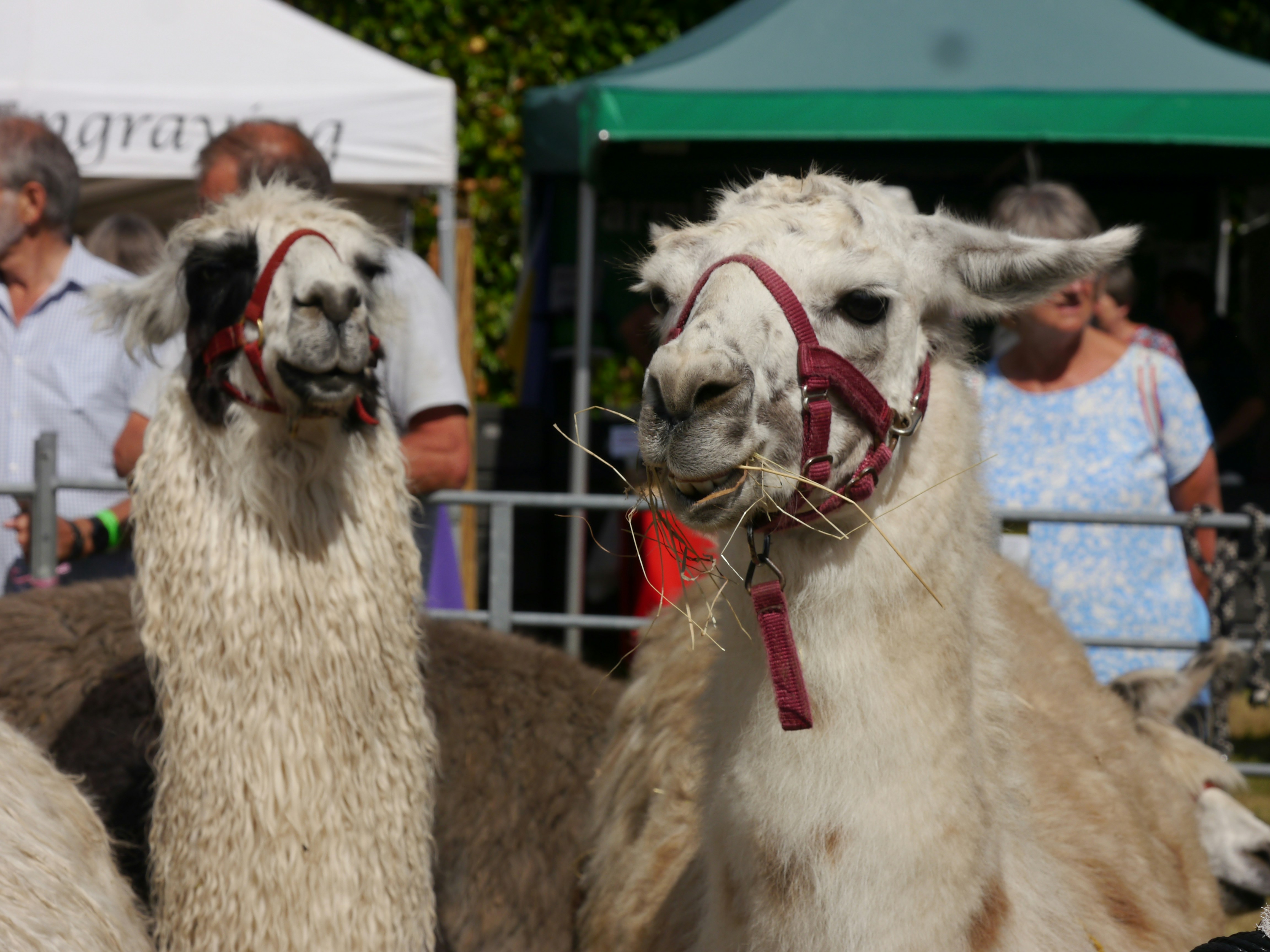Sekelompok llama berdiri bersebelahan