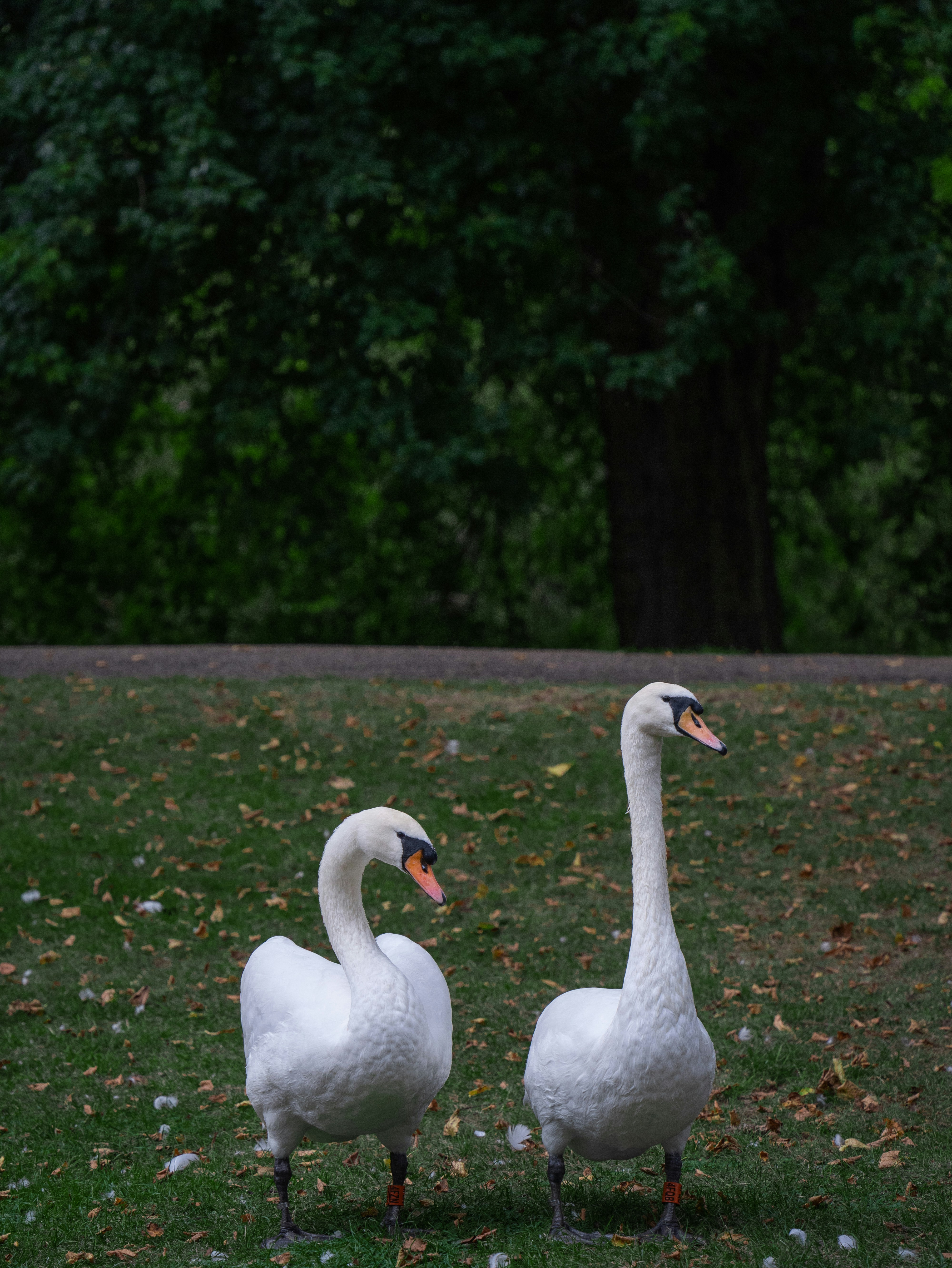 A couple of white swans standing on top of a lush green field