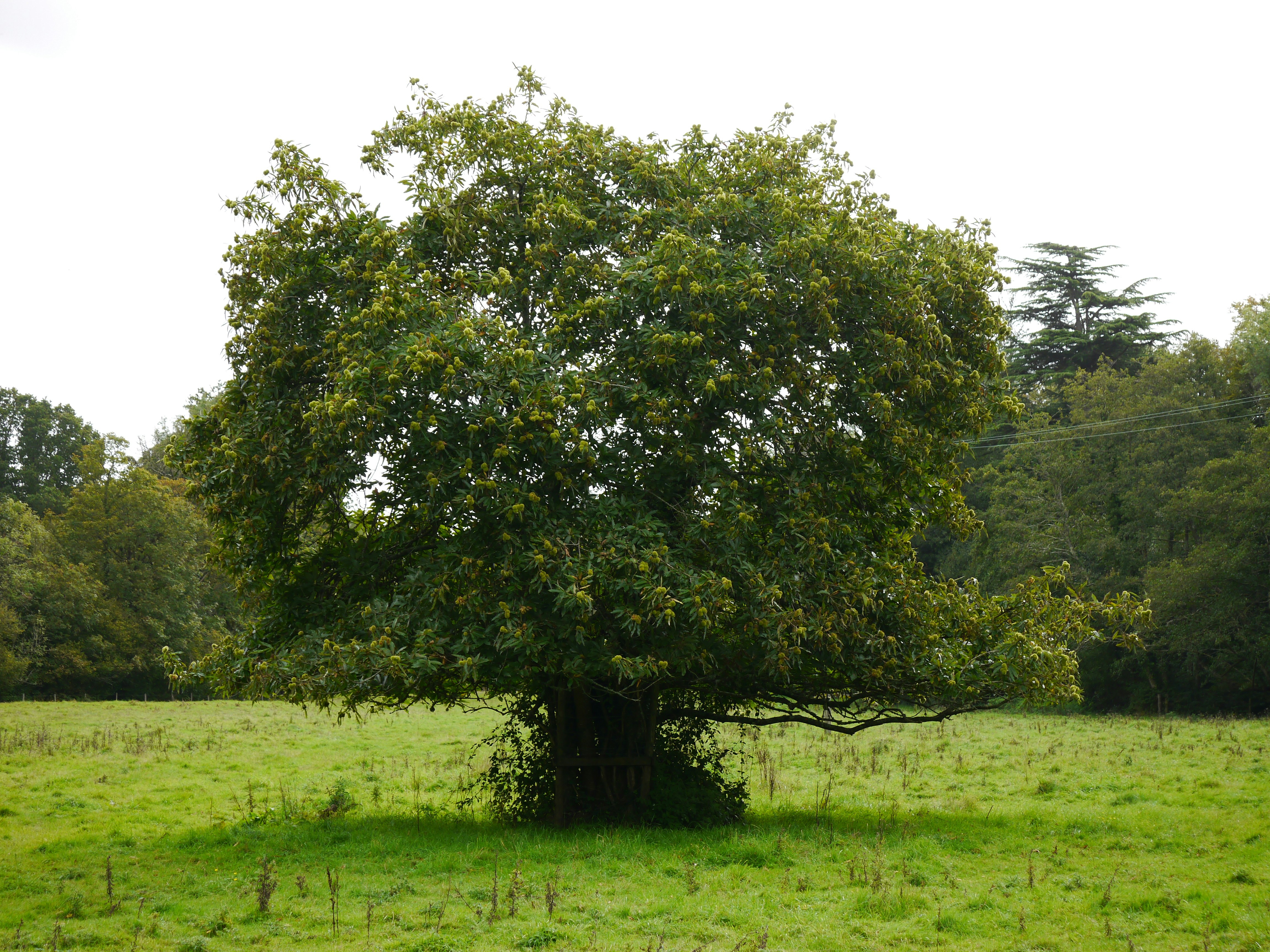  A digital visualization of a syntax tree or parse tree, showing a hierarchical branching structure derived from programming code, with nodes representing grammatical constructs and relationships.