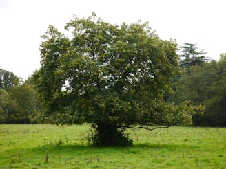 A large tree in a grassy field with trees in the background