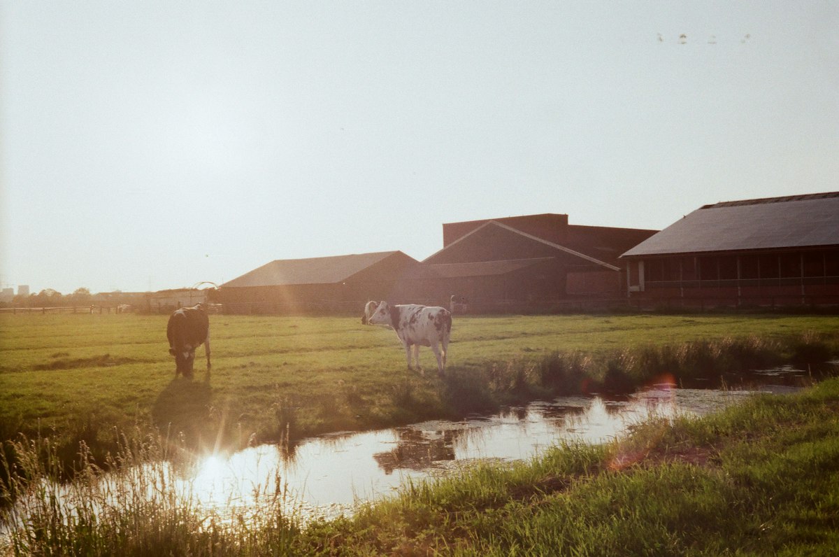 Kaasboerderij de Zuidgeest