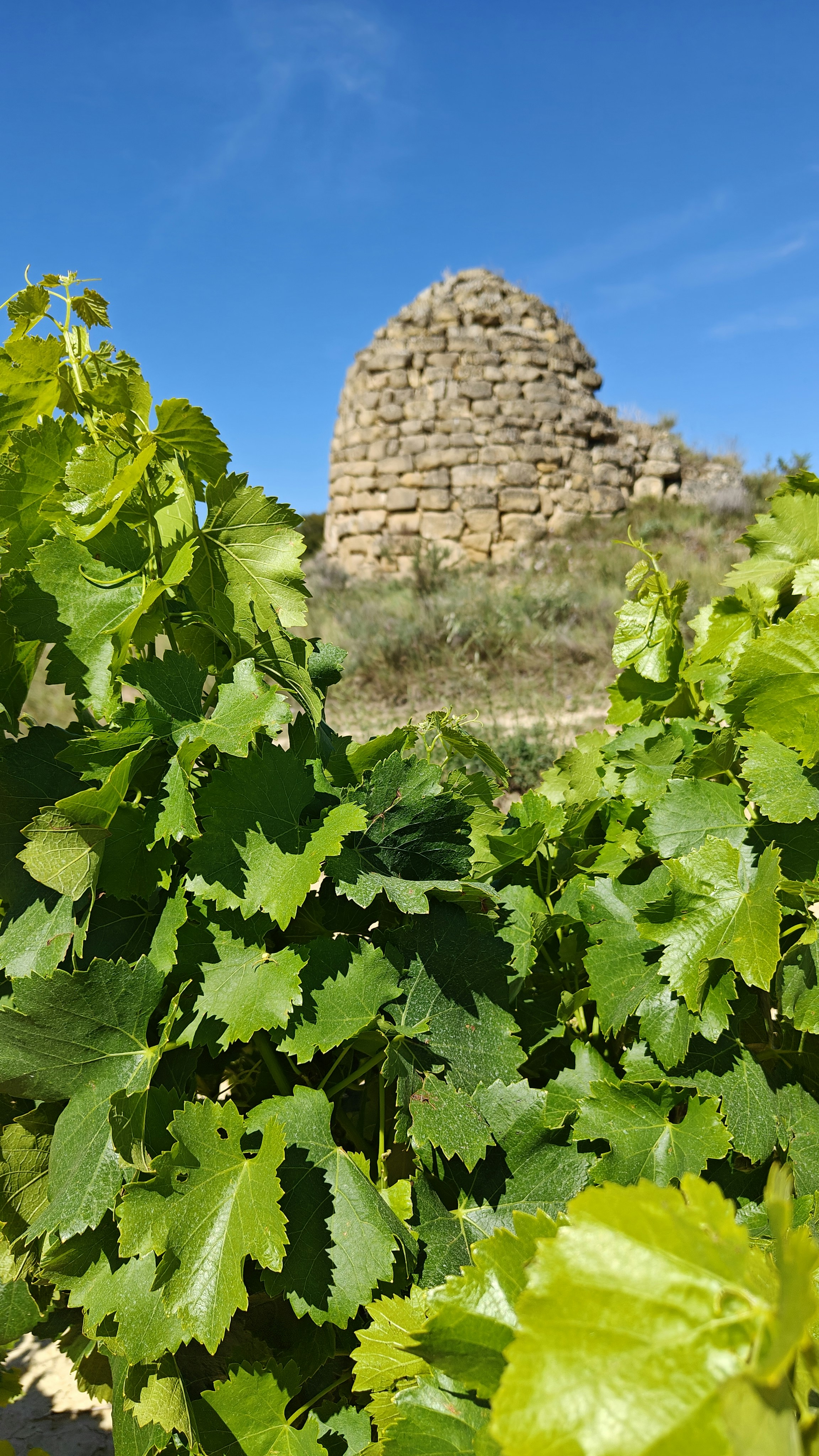 View of a Guardaviñas through the vines in La Rioja, Spain