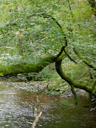 A stream running through a lush green forest