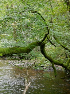 A stream running through a lush green forest
