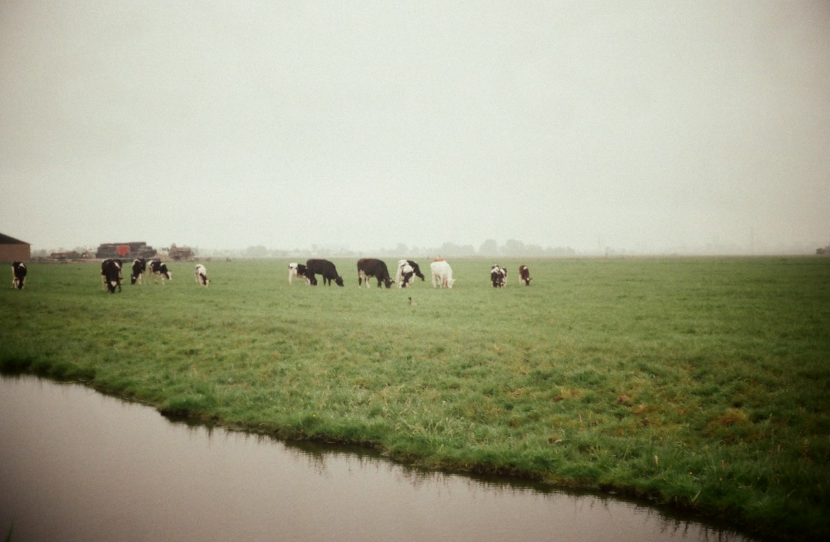 Bij Snoek (Melkveehouderij, IJsboerderij en Landwinkel)