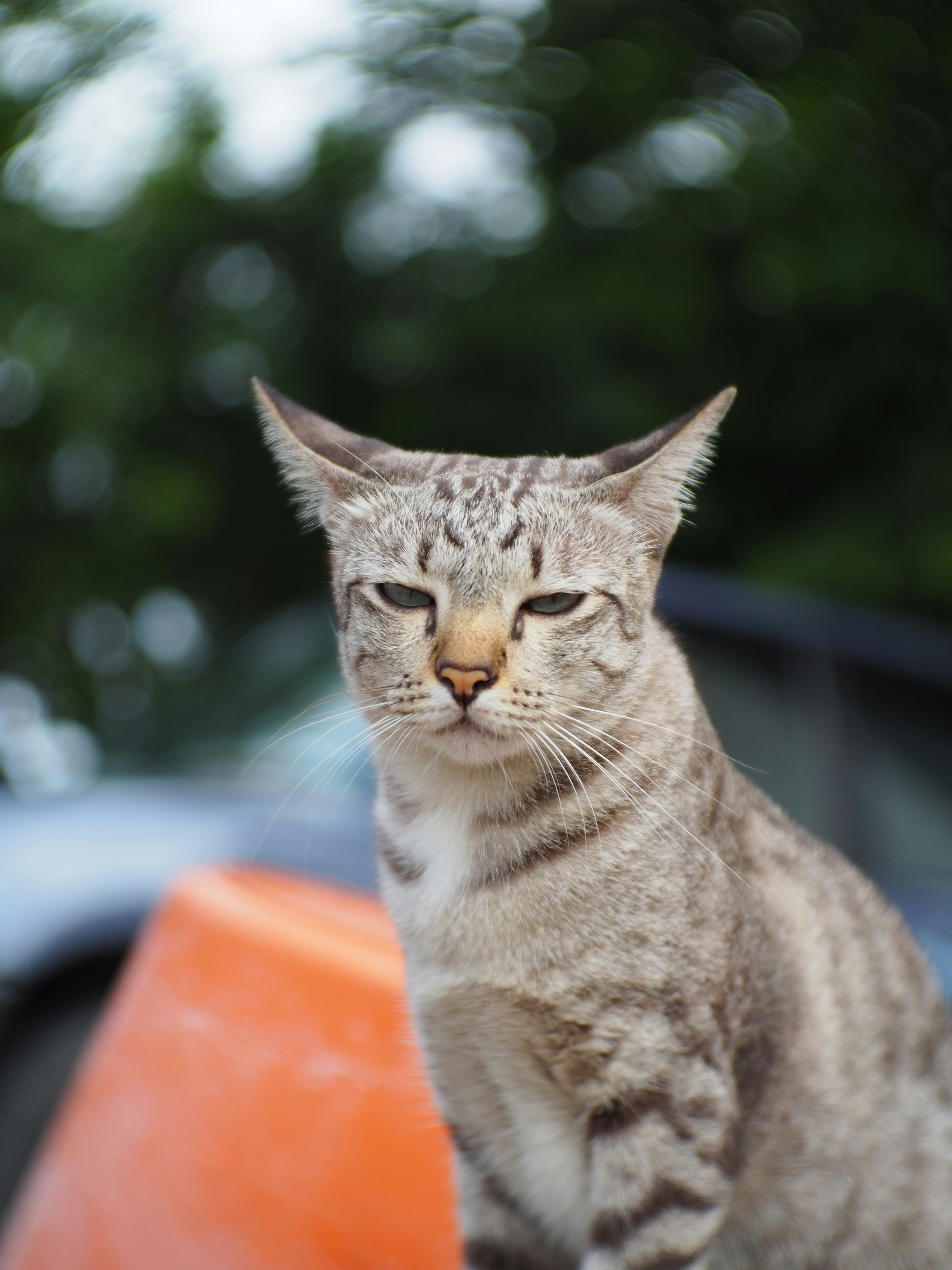 A cat sitting on top of an orange object