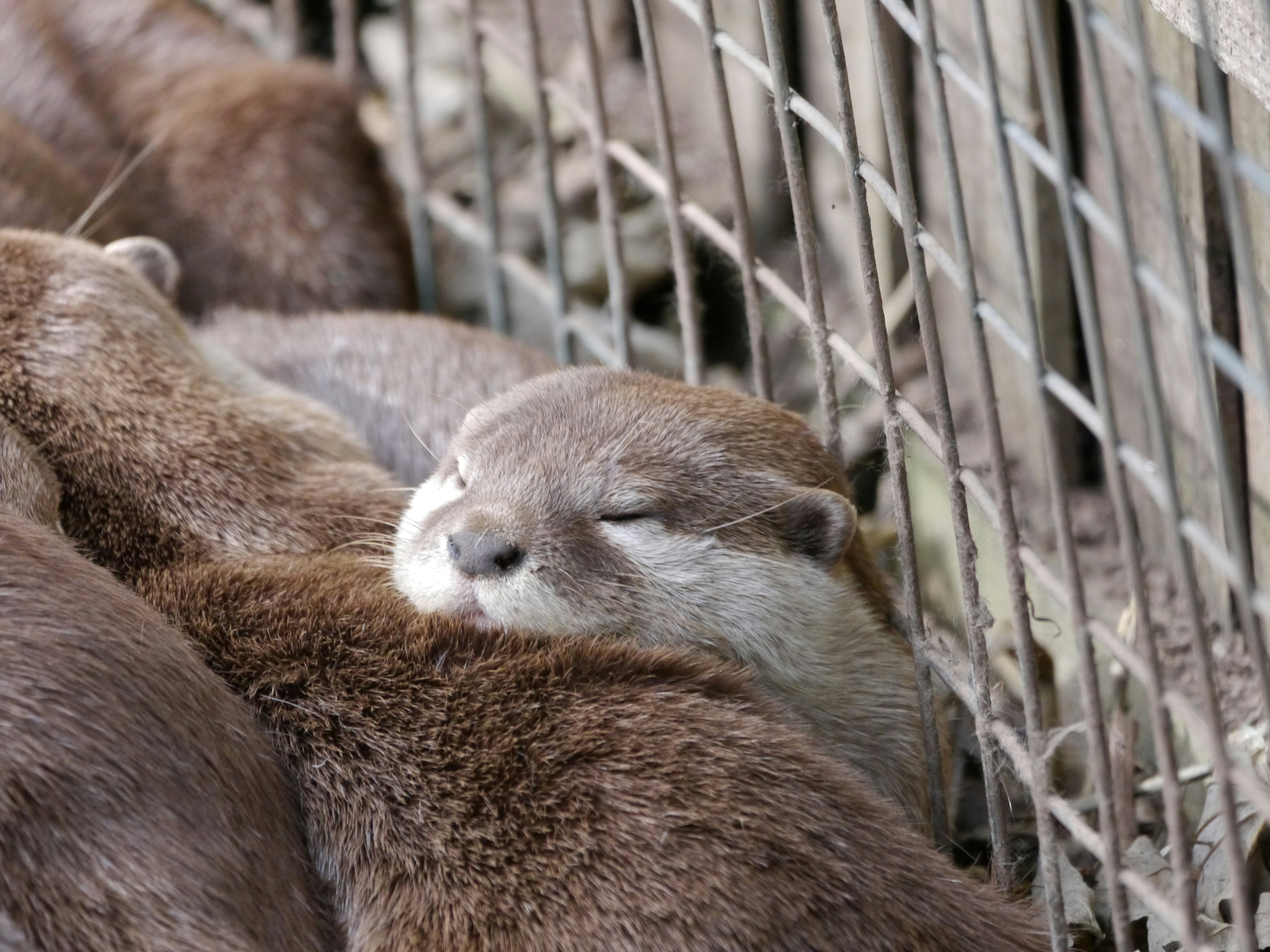 A group of otters resting in a zoo enclosure