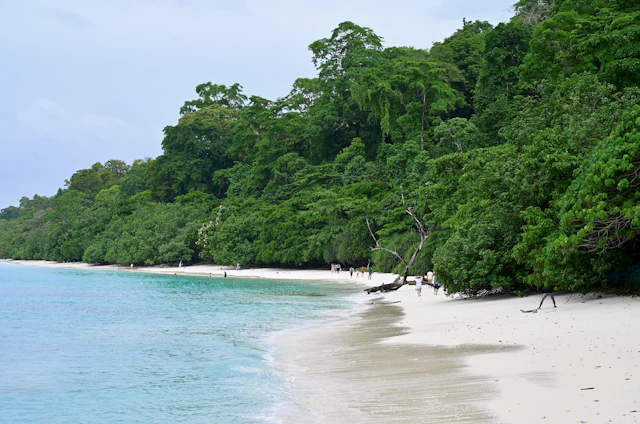 A white sandy beach surrounded by green forest, Kala Pathar Beach, Andaman
