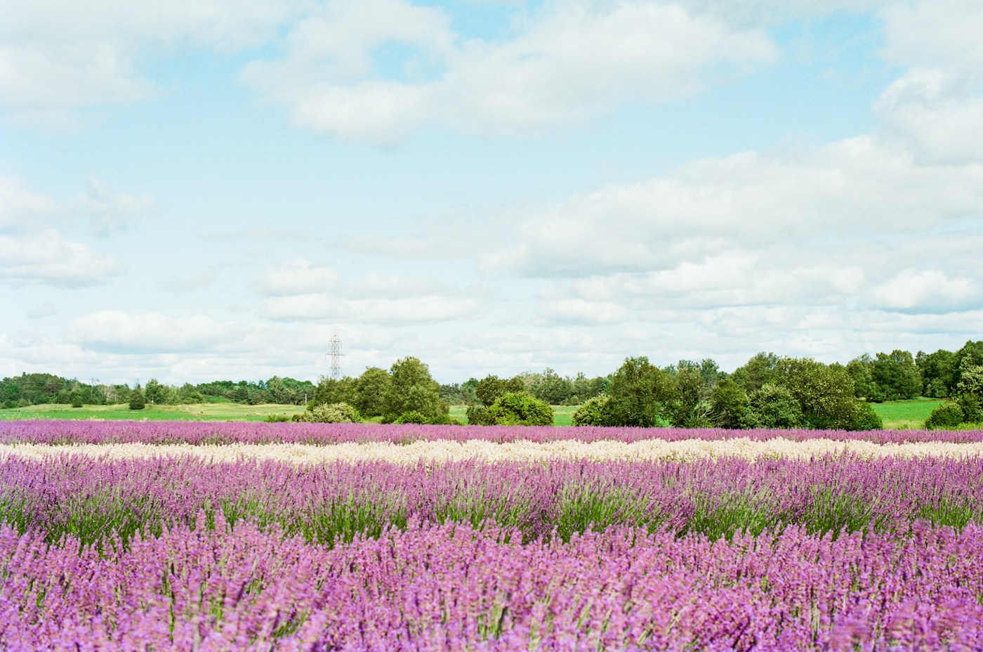 Headwaters Country, Orangeville