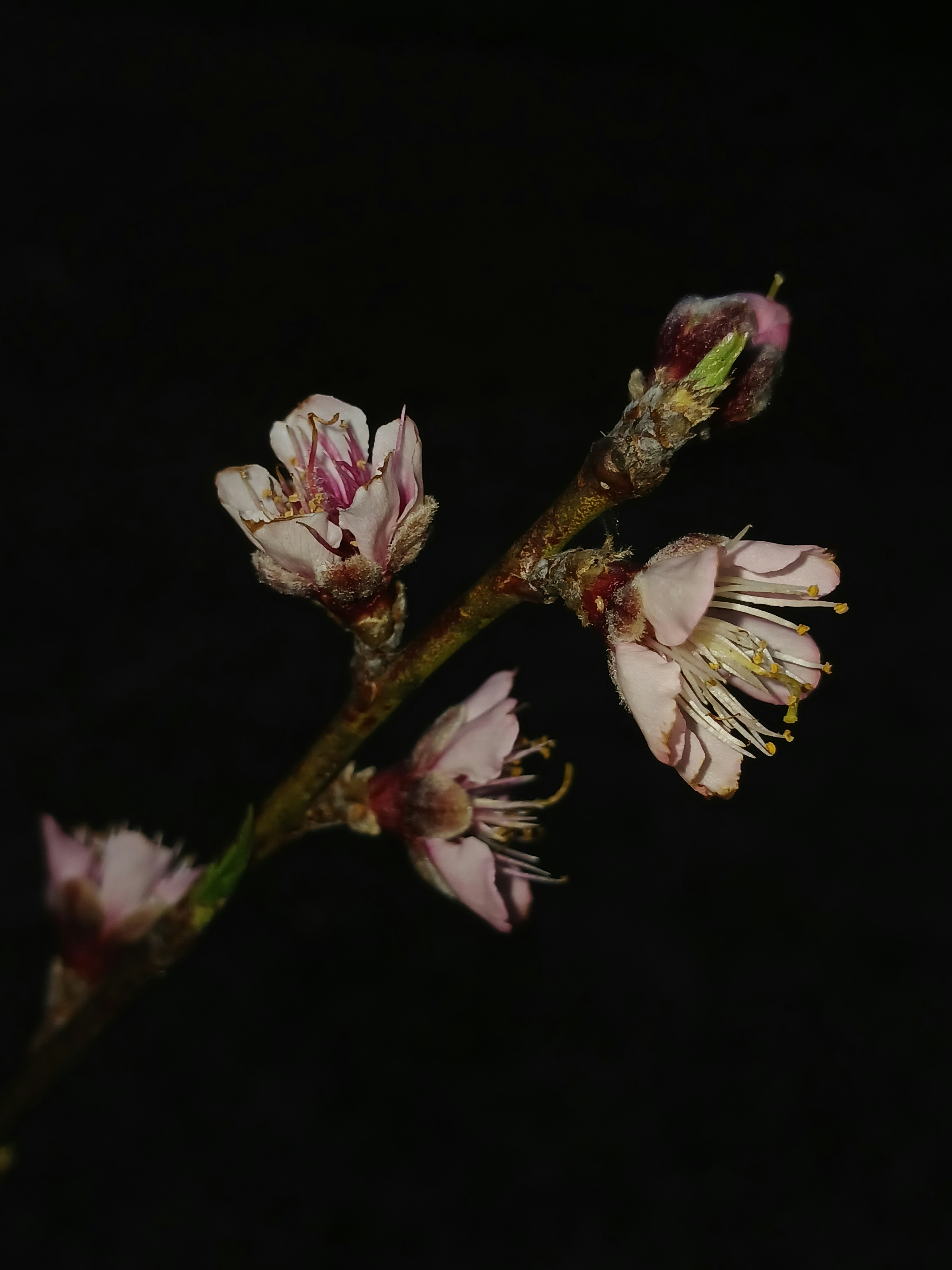 A close up of a flower on a tree branch
