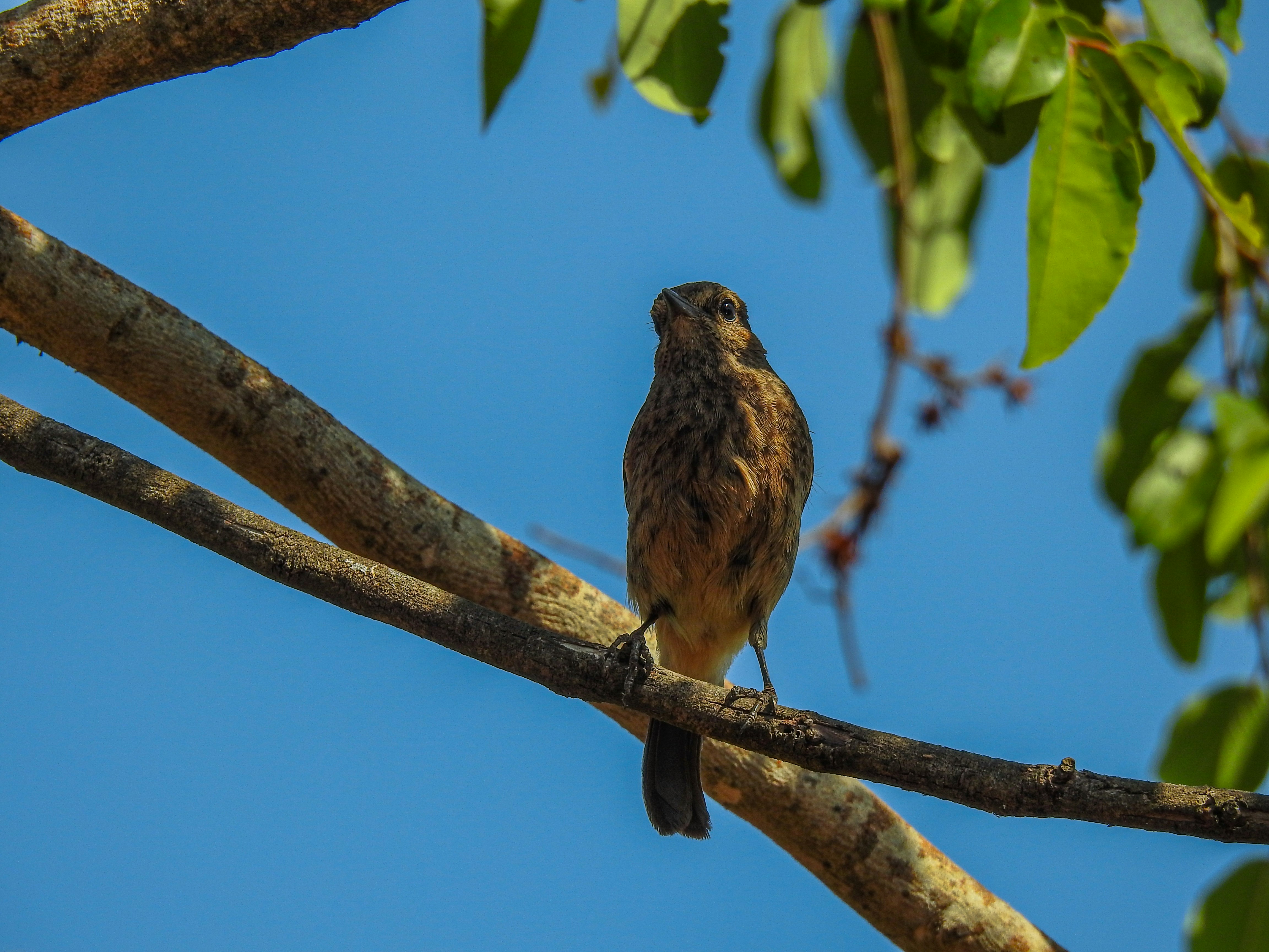 A bird sitting on a branch of a tree