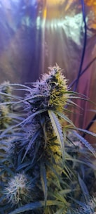 A close up of a plant in a room