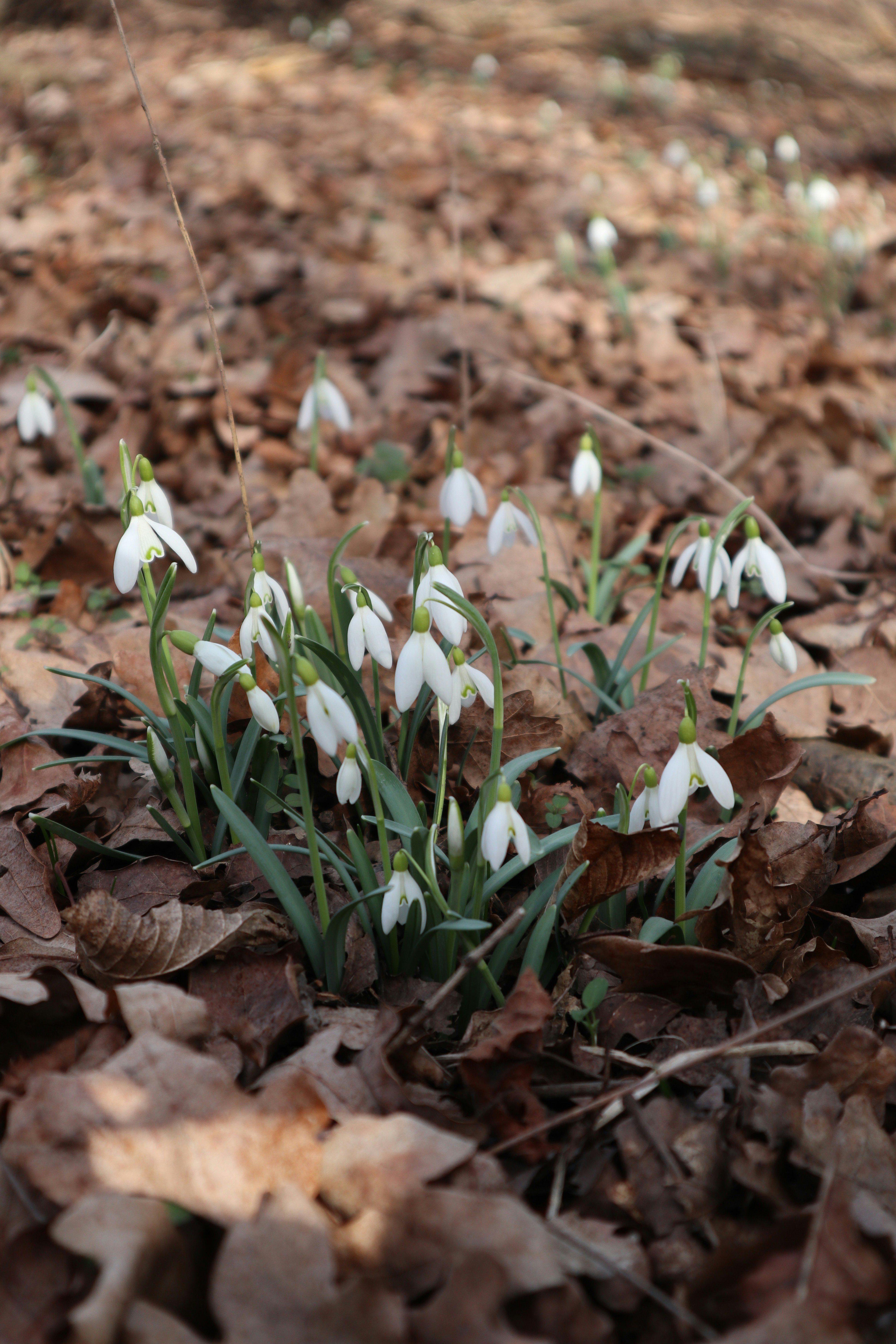 Photo by balint_miko