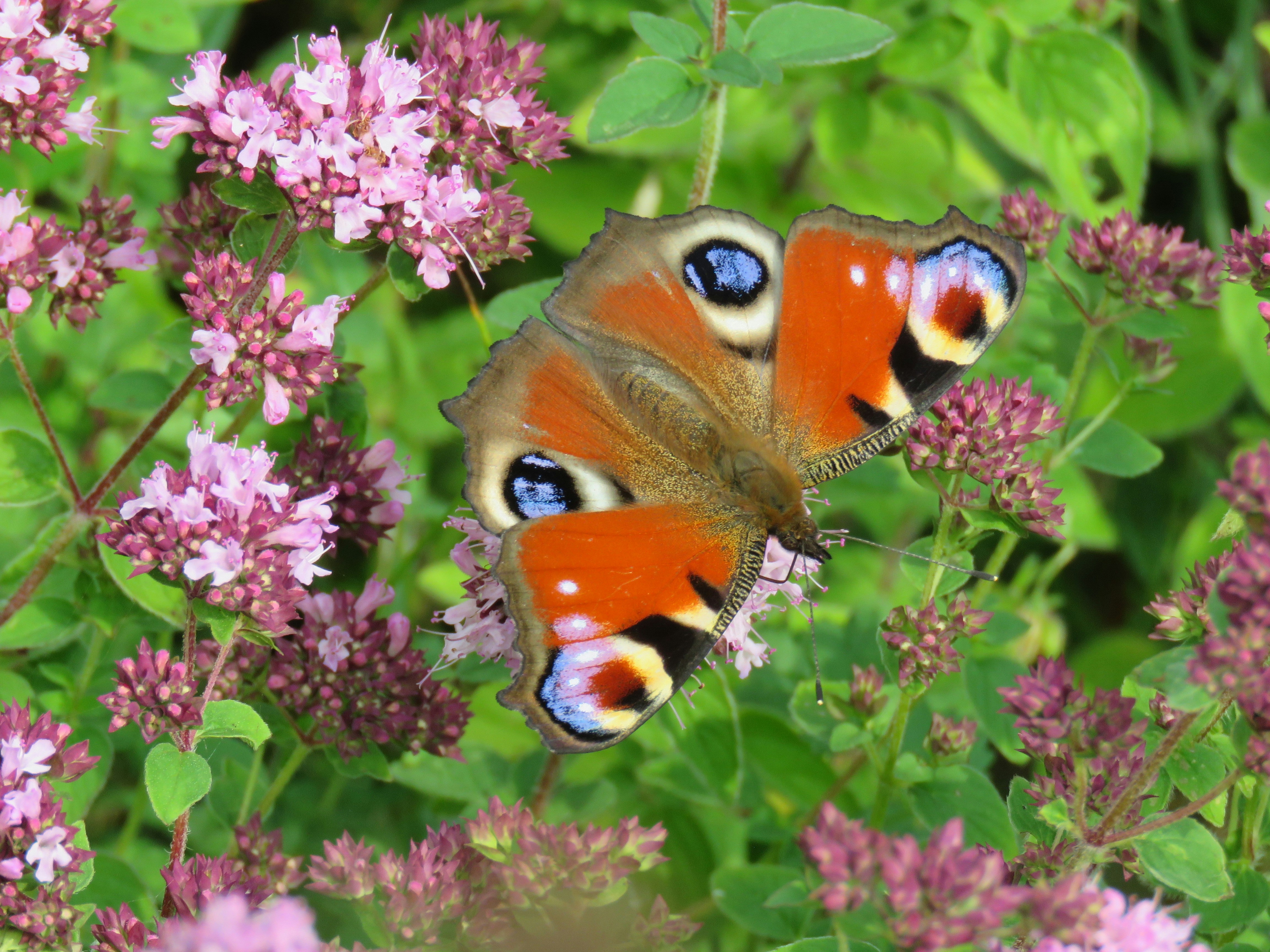 Two butterflies sitting on top of purple flowers photo – Free Warren ...