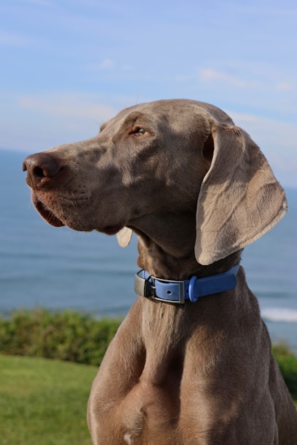 A large brown dog sitting on top of a lush green field