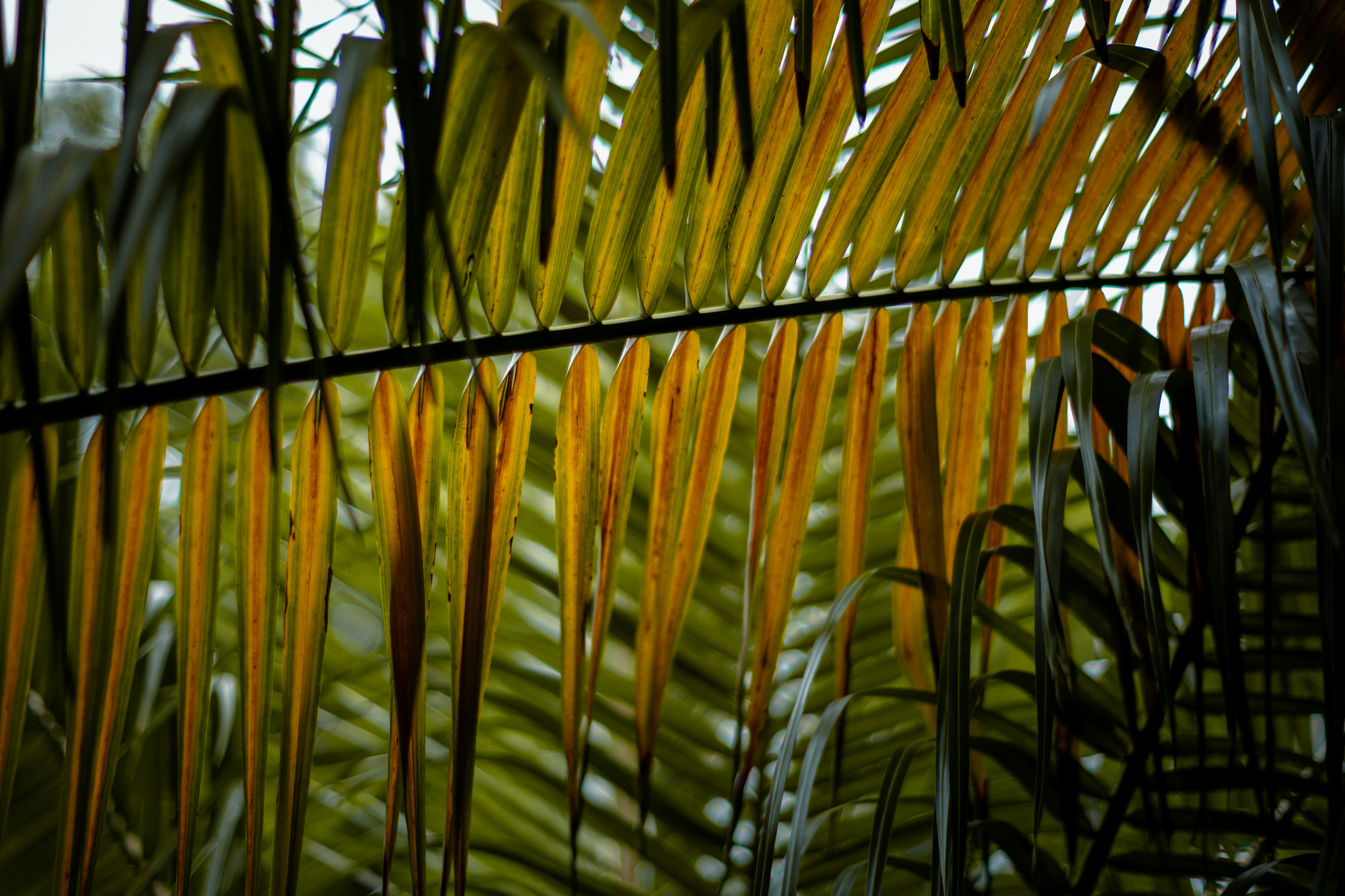 Yellowing parlor palm fronds due to light stress - parlor palm low light