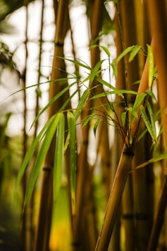 A group of bamboo trees in a forest