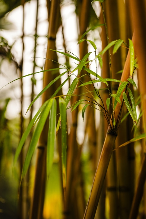 A group of bamboo trees in a forest