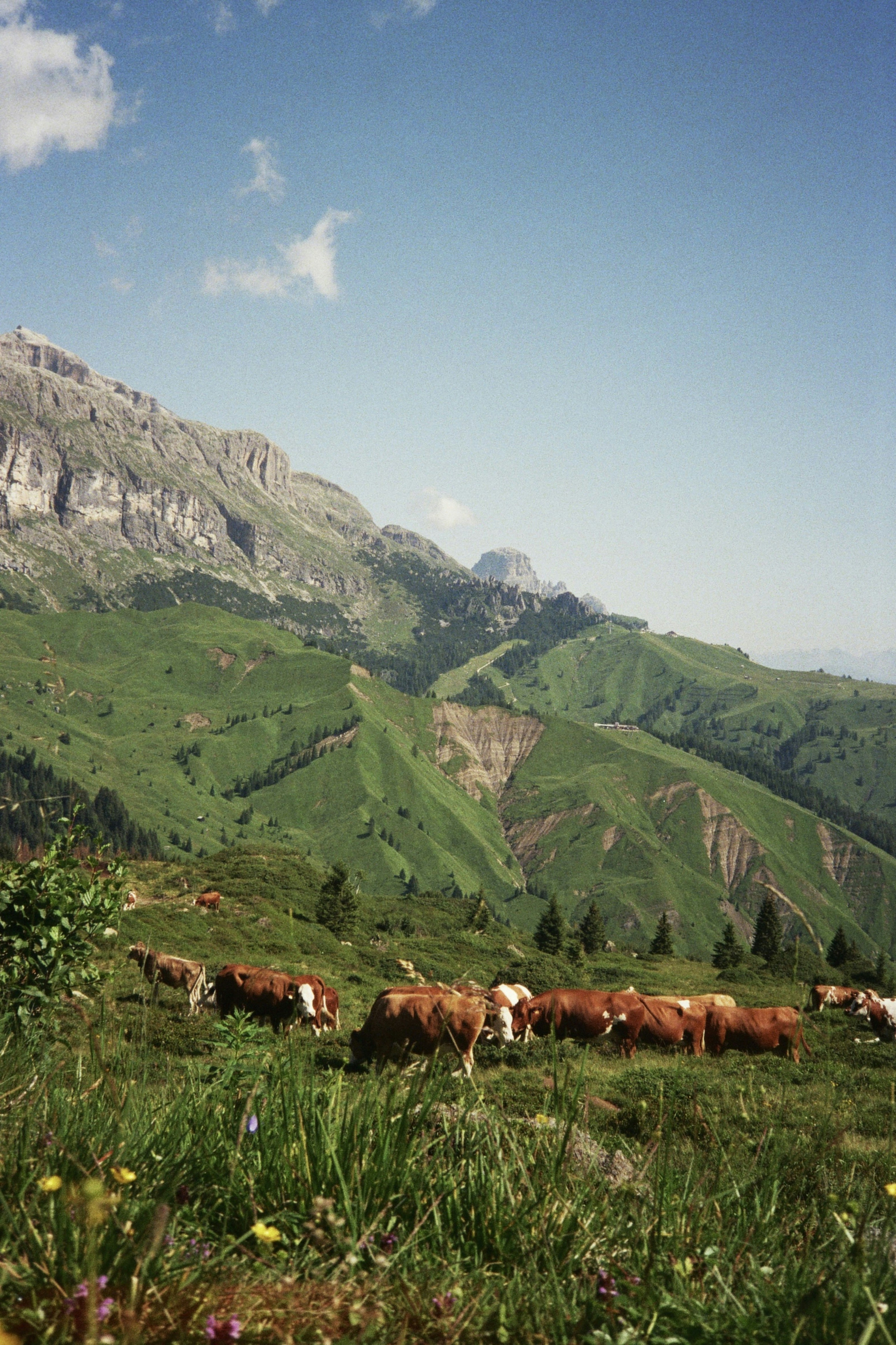 A herd of cattle grazing on a lush green hillside