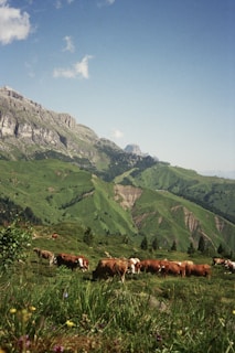 A herd of cattle grazing on a lush green hillside