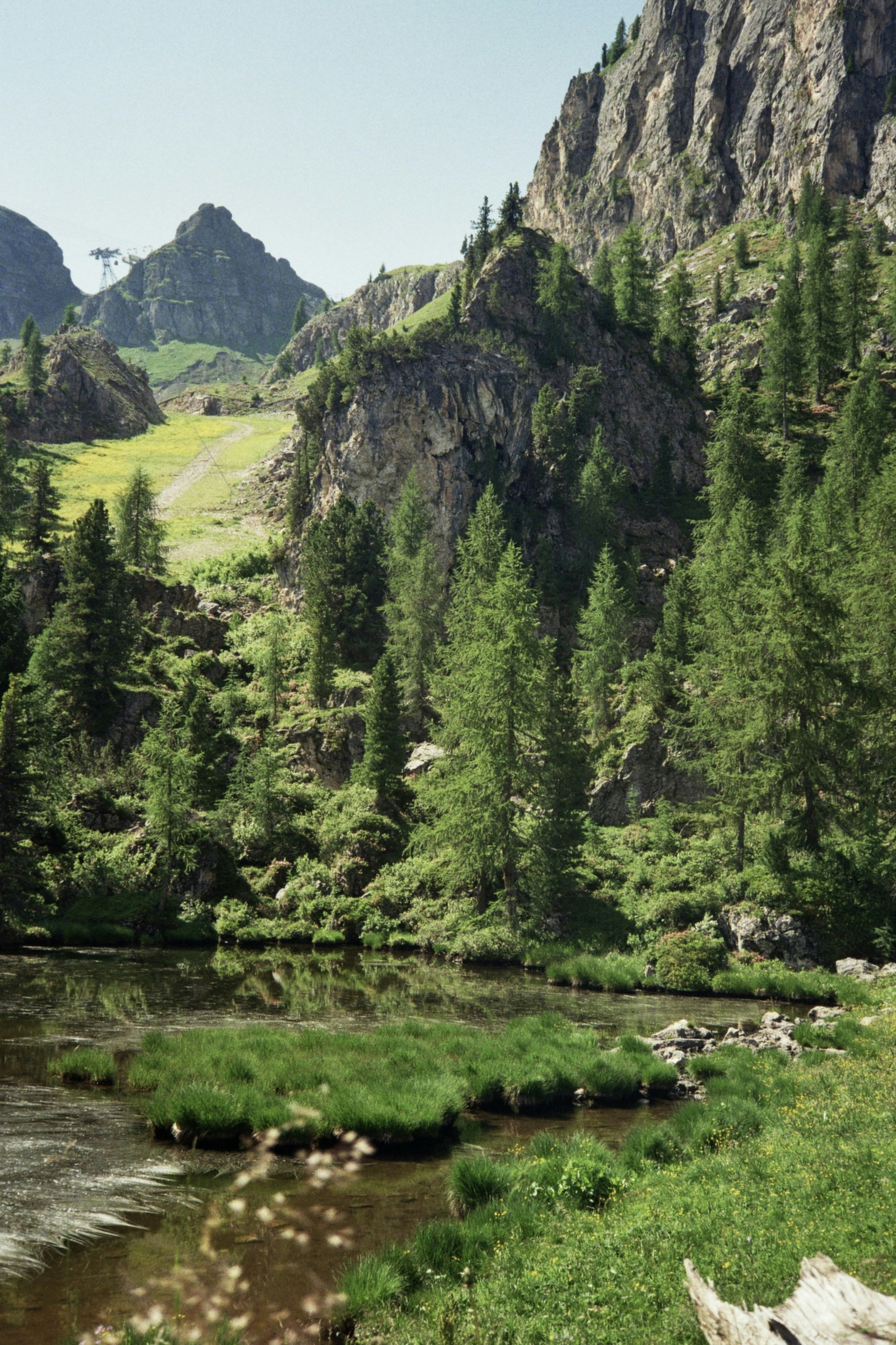 A river running through a lush green forest