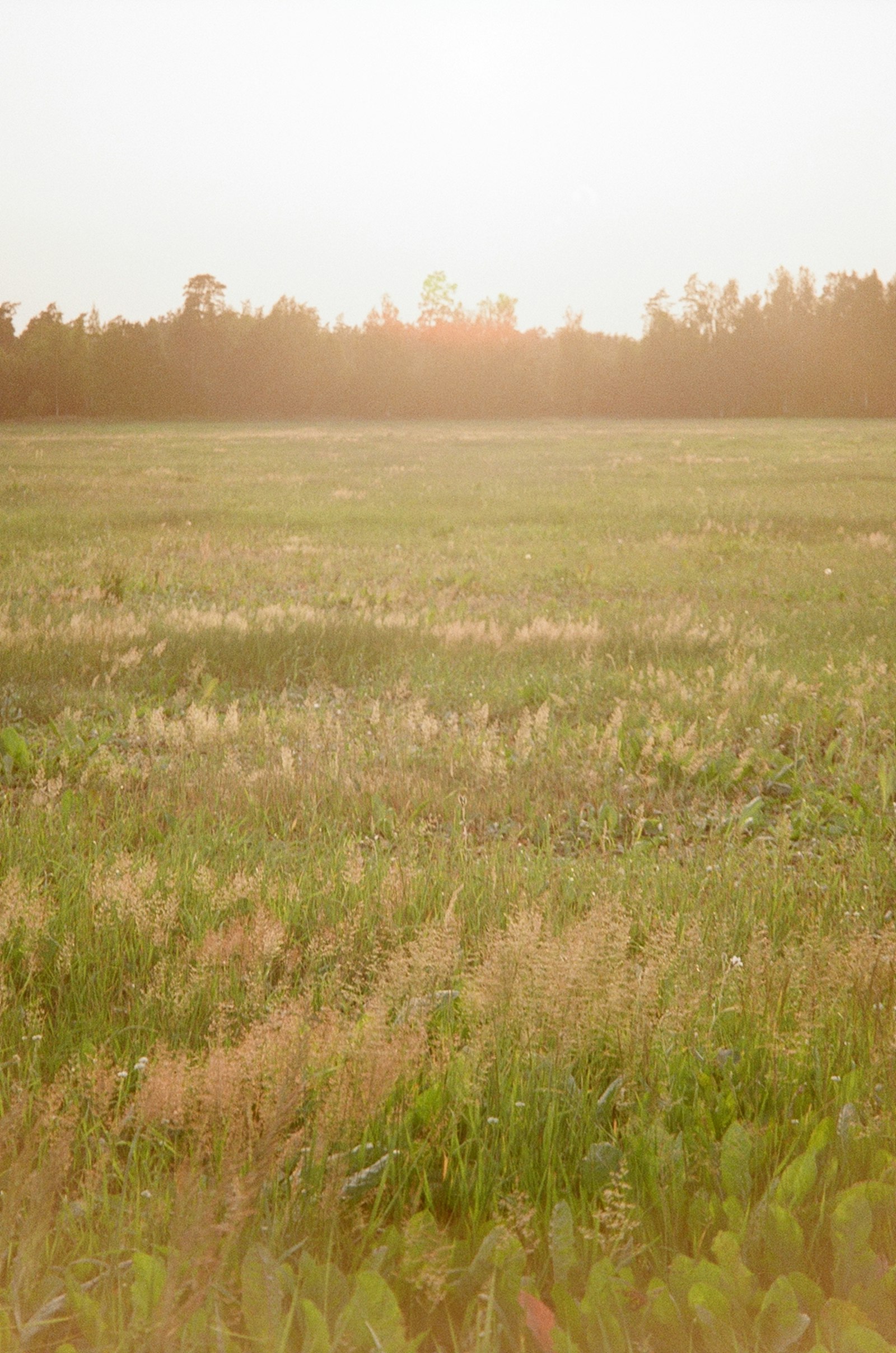 Latvian meadow in golden evening light