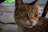 A close up of a cat on a tile floor