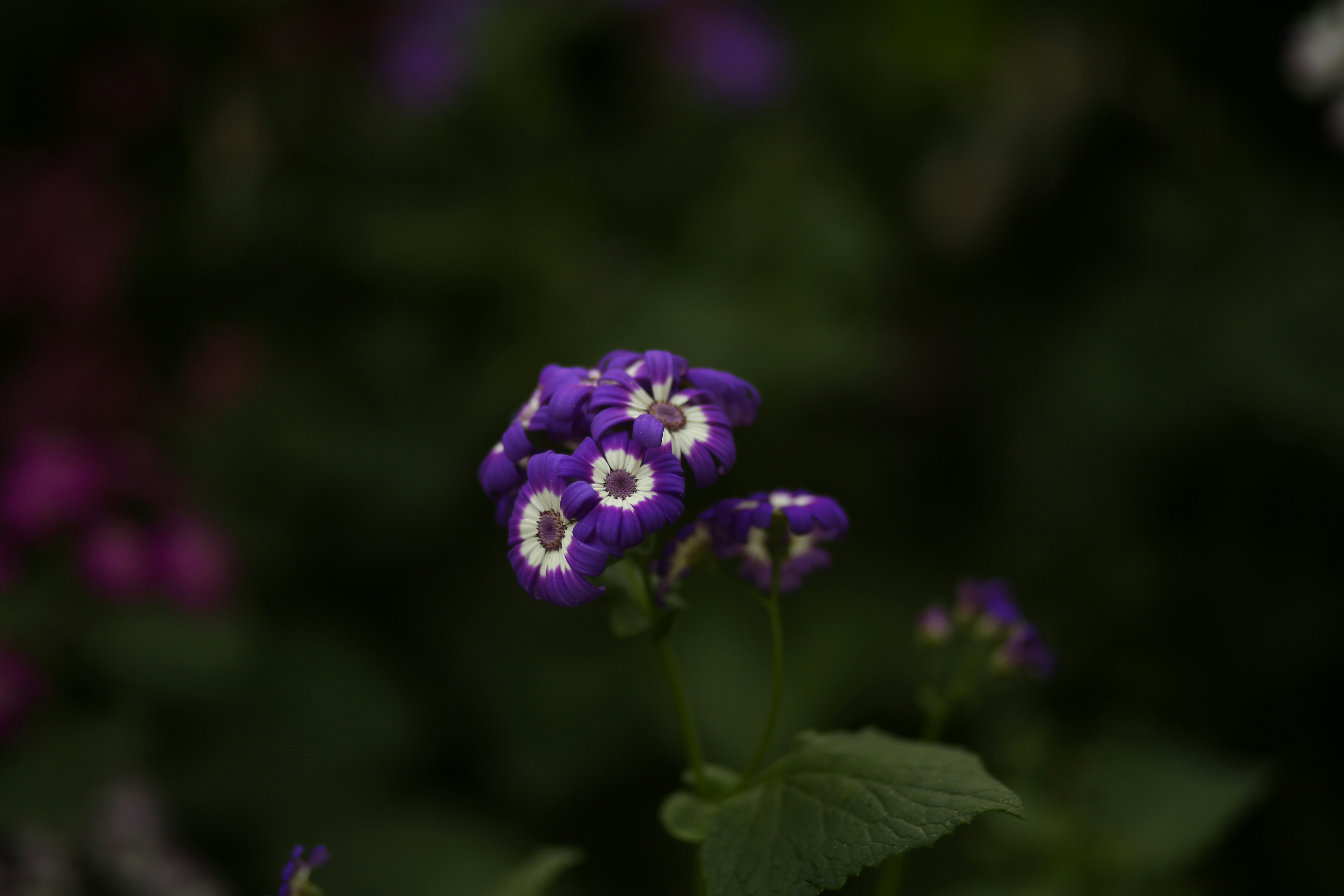 Photo by fatimakhan_noor