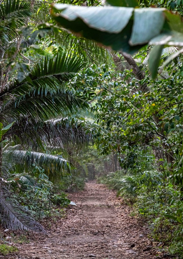 Arenal Volcano surrounded by lush rainforest canopy
