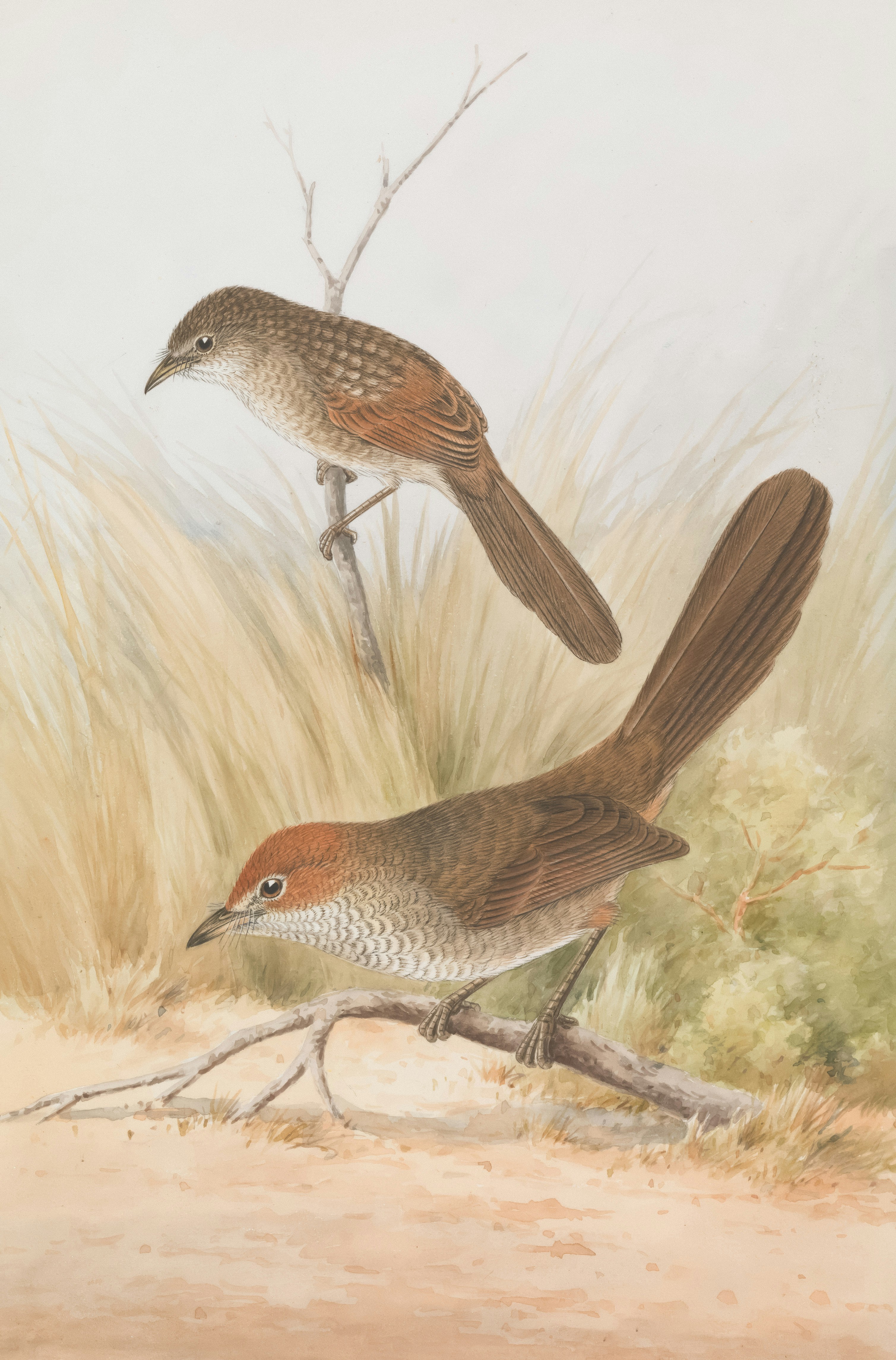 Photo by museumsvictoria