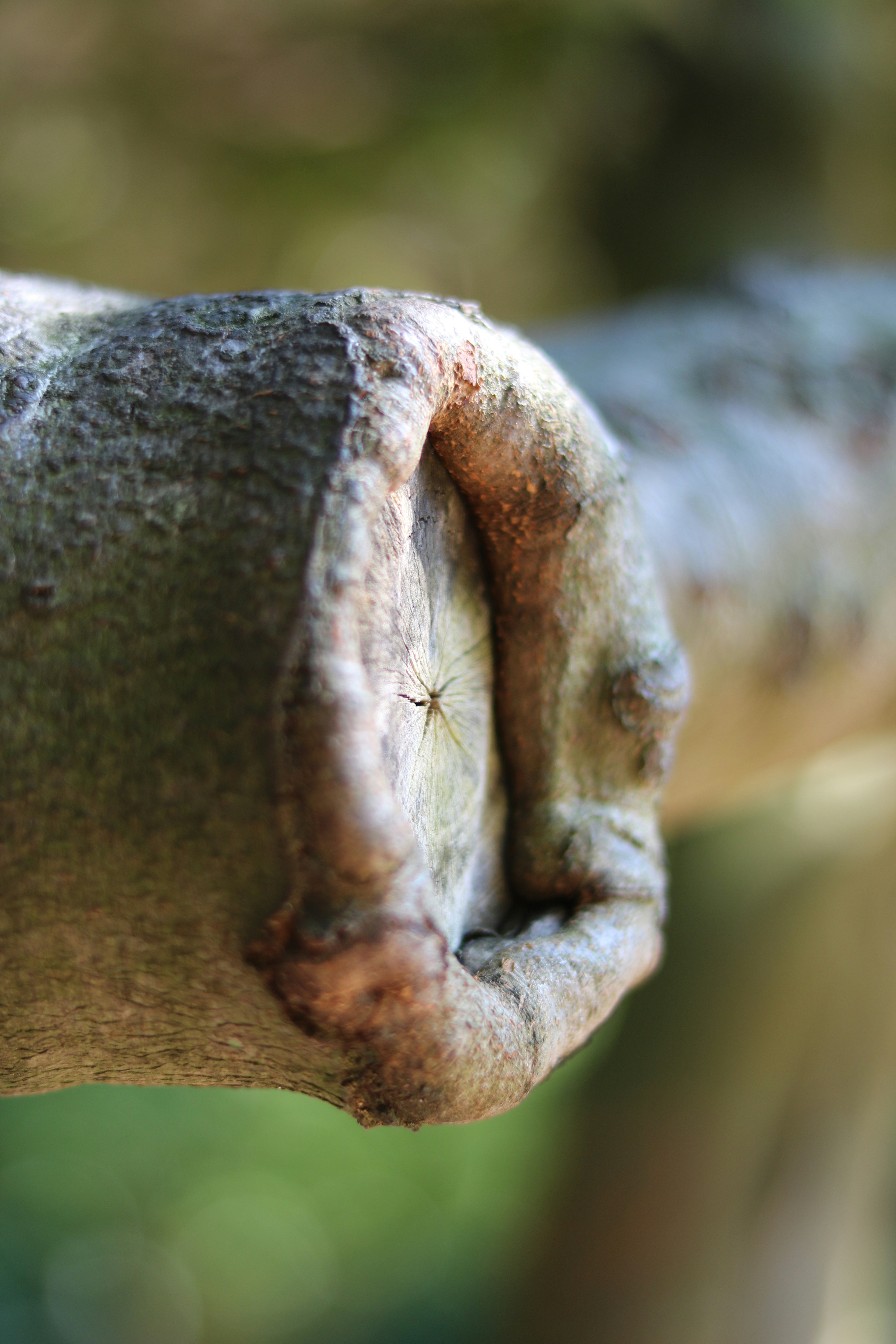 A close up of a tree branch with a blurry background