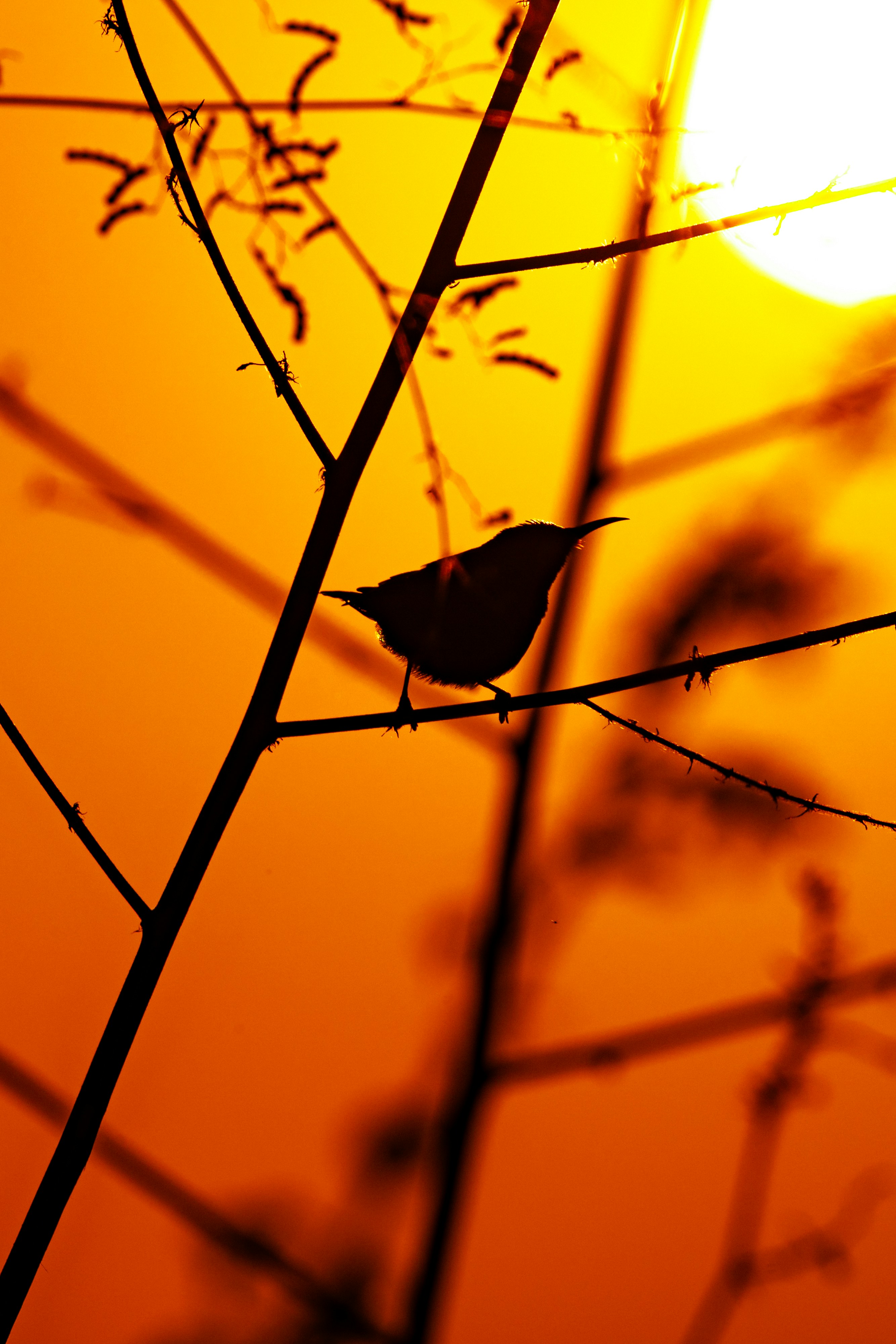 Photo by arpit_dhore