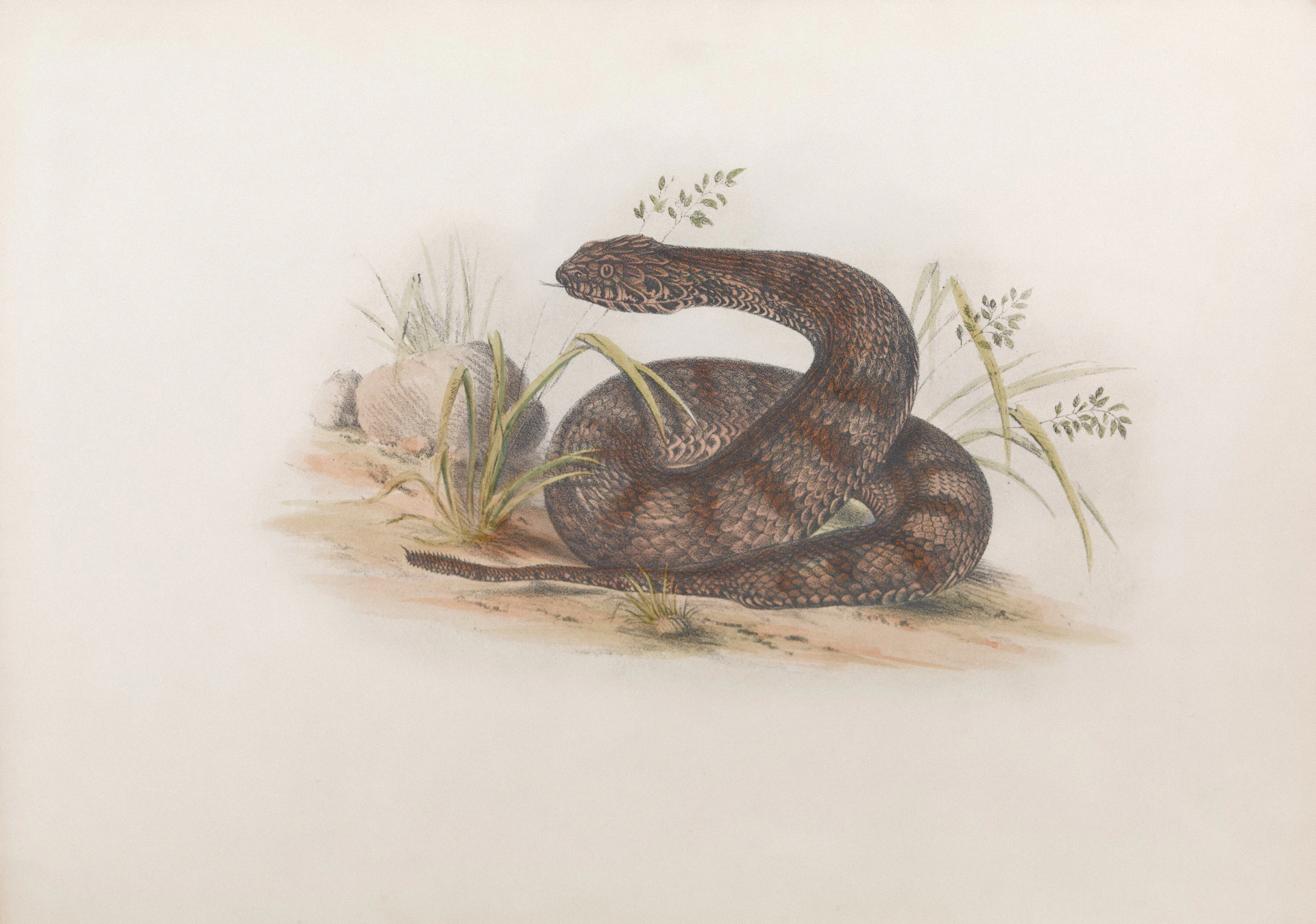 A coiled snake with brown and gray markings