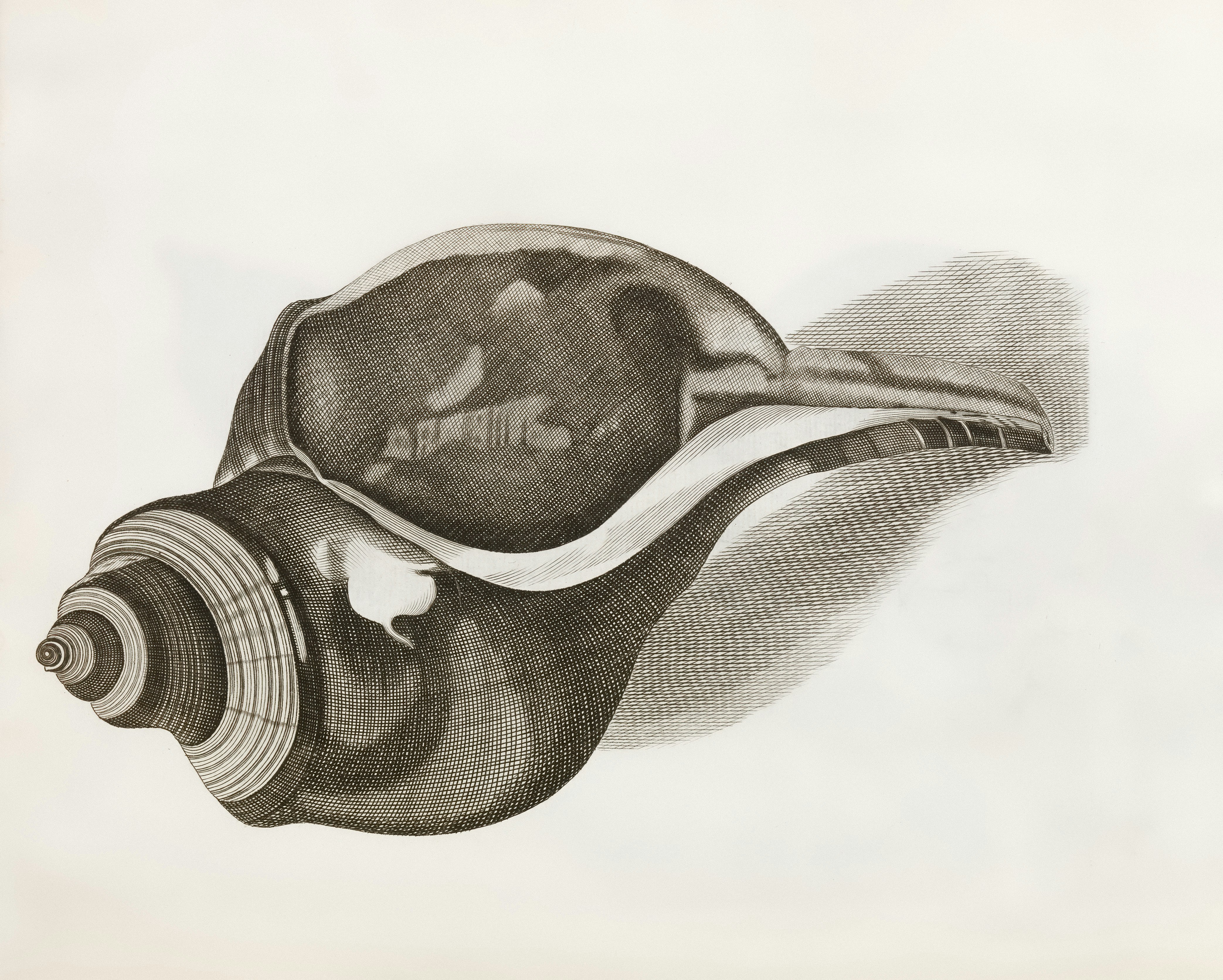 Afbeelding van Unterschlinder