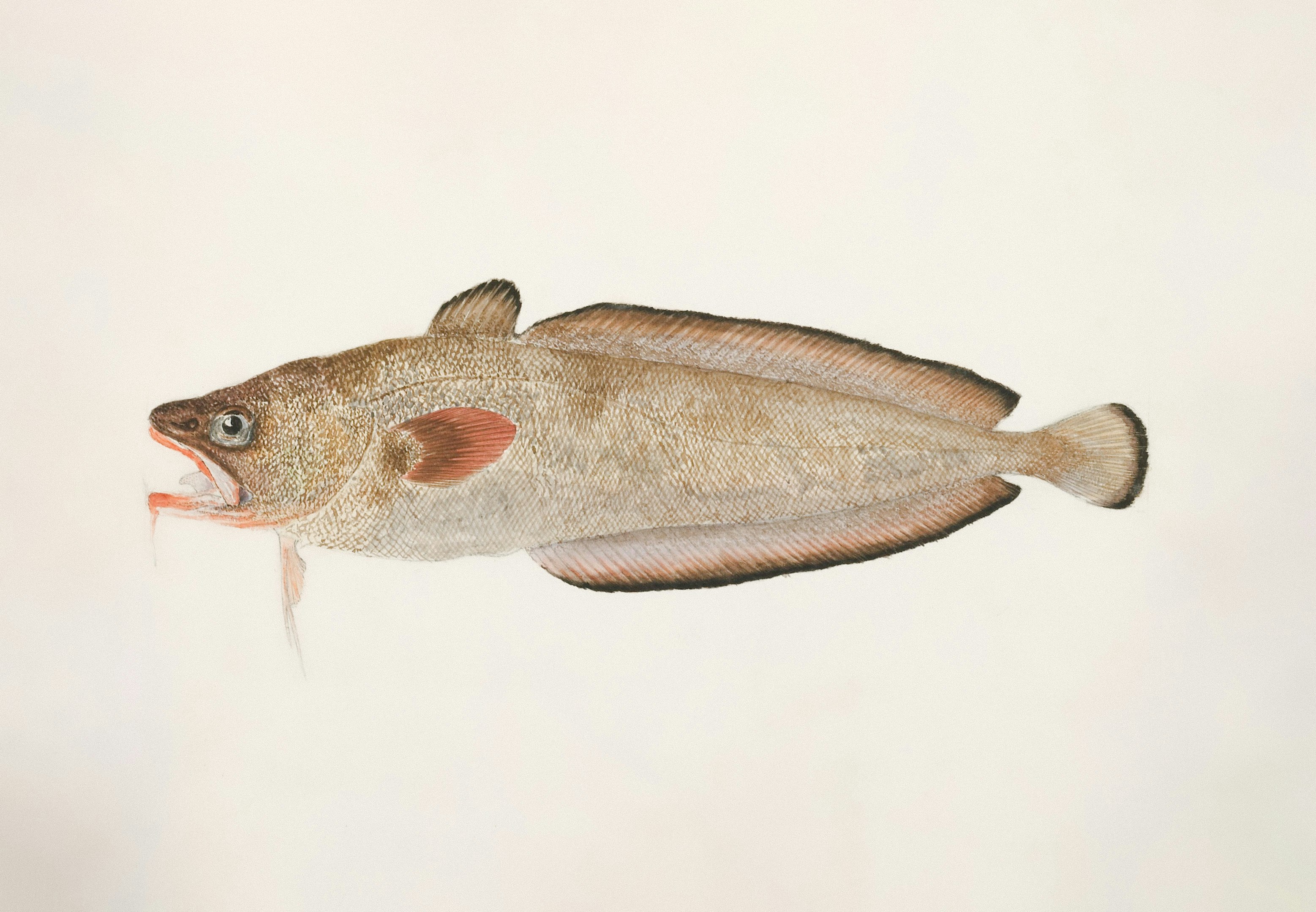 Photo by museumsvictoria