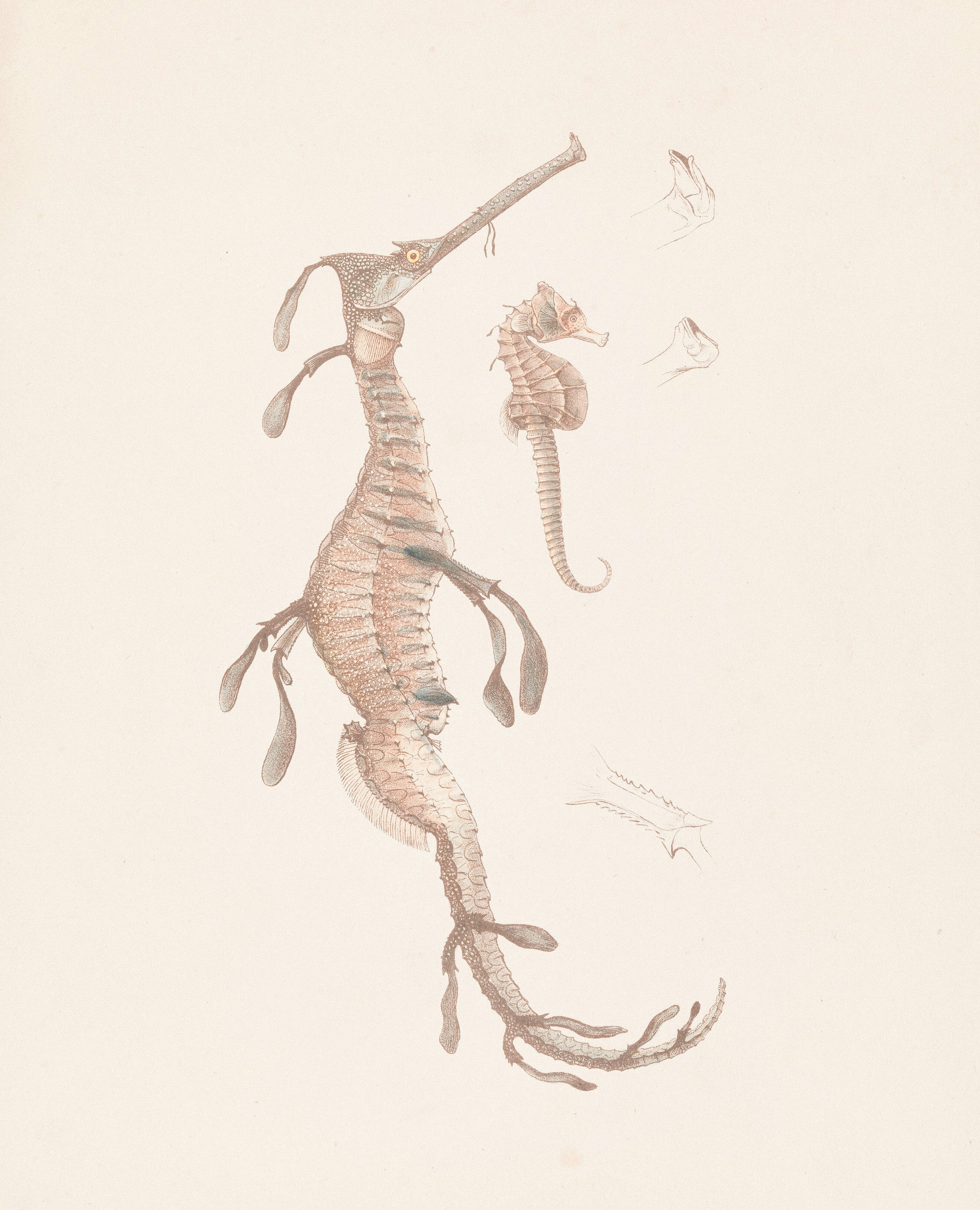 Photo by museumsvictoria