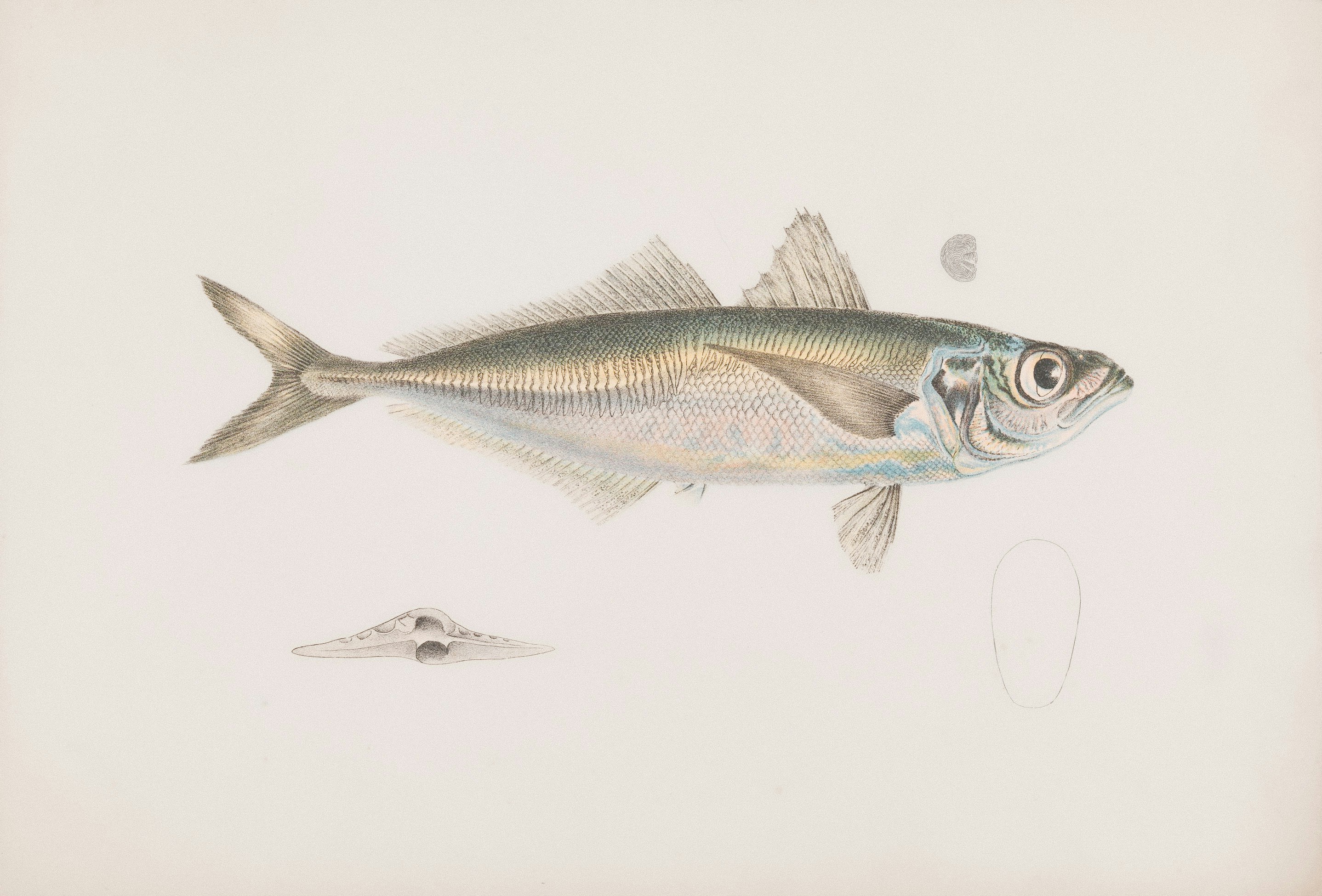 Photo by museumsvictoria