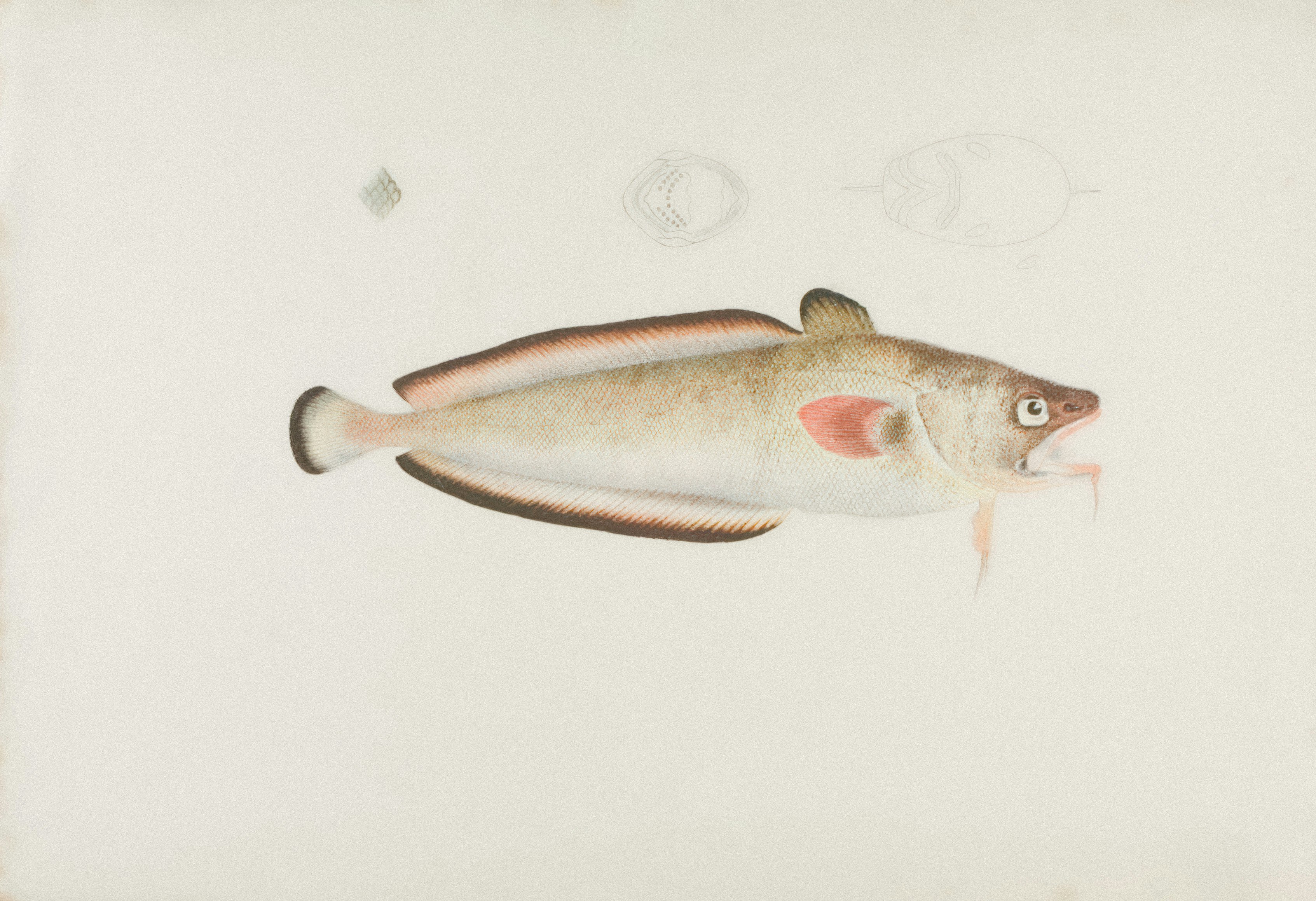 Photo by museumsvictoria